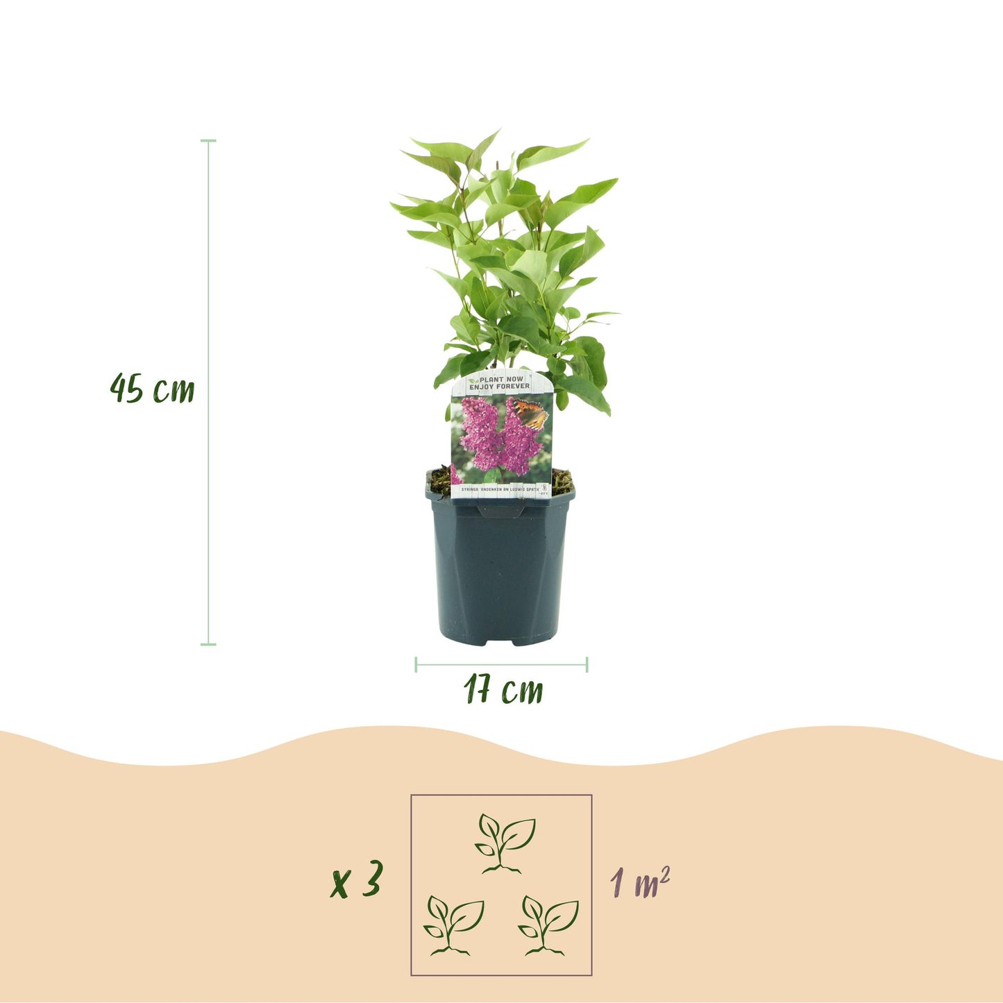 💜 Syringa vulgaris ‘Ludwig Späth’ – Paarse Sering
