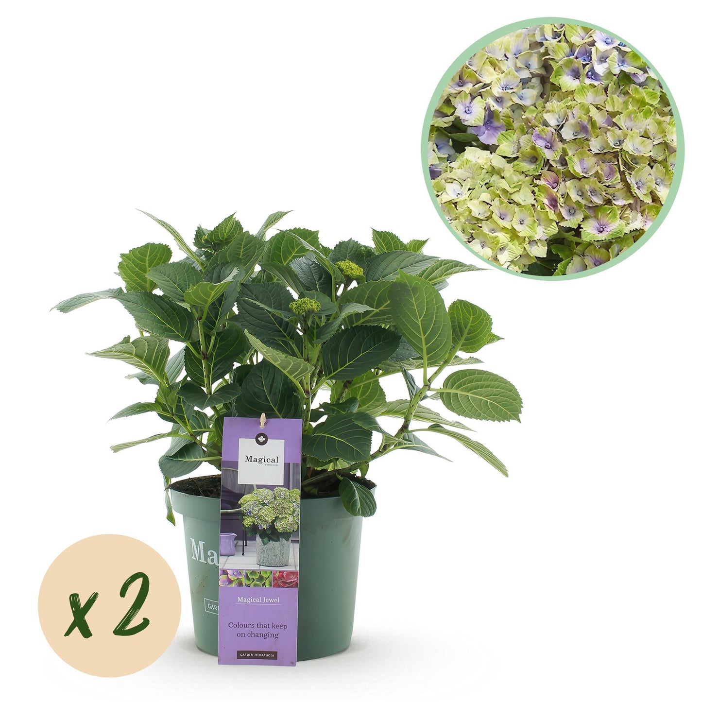 💙 Hydrangea ‘Magical Jewel Blue’ – Blauwe Hortensia | (2 stuks)