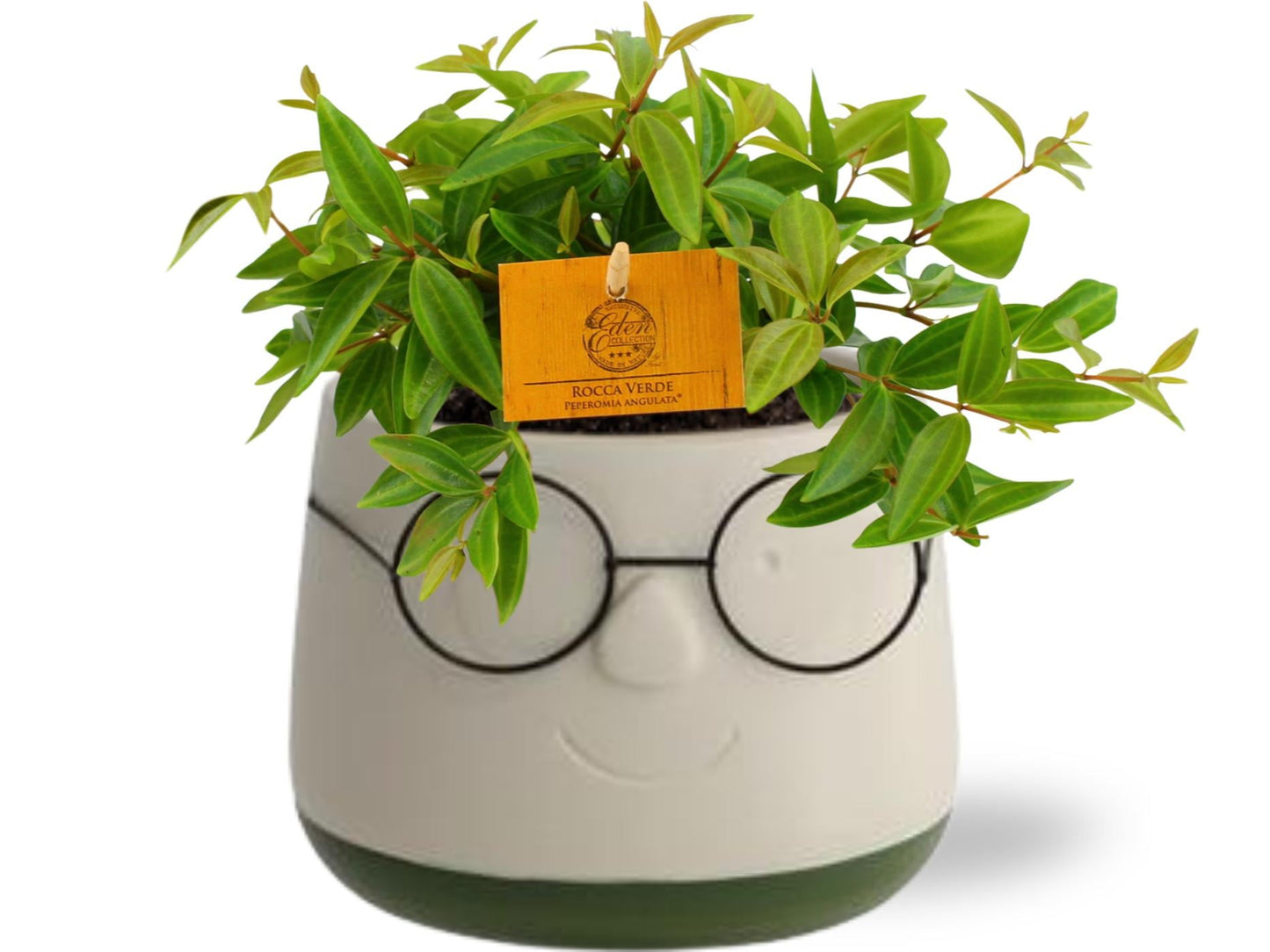 🌱 Peperomia ‘Rocca Vivace’ – Compacte Tropische Kamerplant in Designpot – Ø11 cm