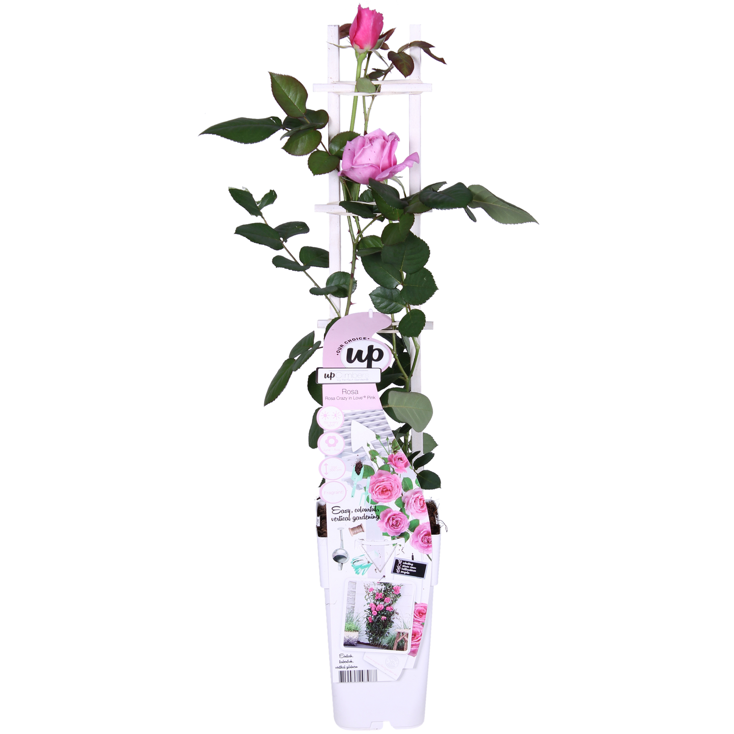 🌸 Rosa Crazy in Love ‘Pink’ – Roze Klimroos
