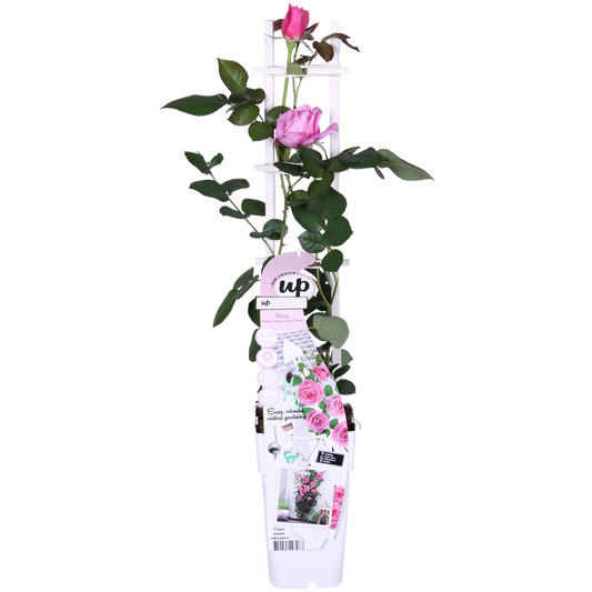 🌸 Rosa Crazy in Love ‘Pink’ – Roze Klimroos