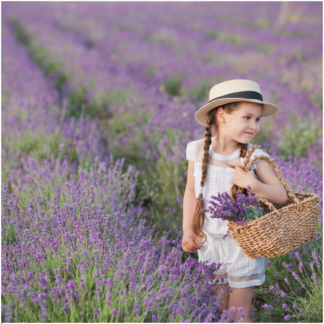 💜 Lavandula angustifolia – Lavendel Set | (48 stuks)
