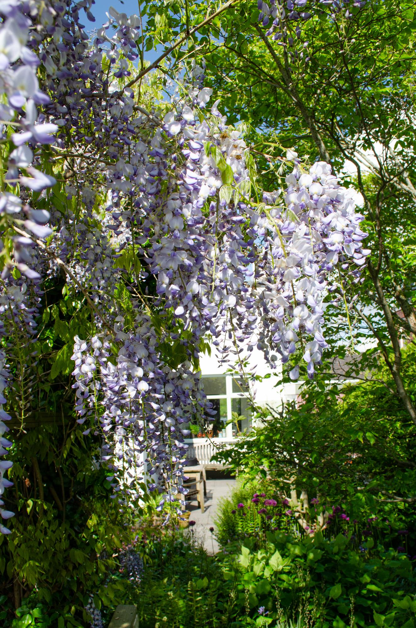 💜 Wisteria sinensis ‘Caroline’ – Blauwe Regen | (2 stuks)