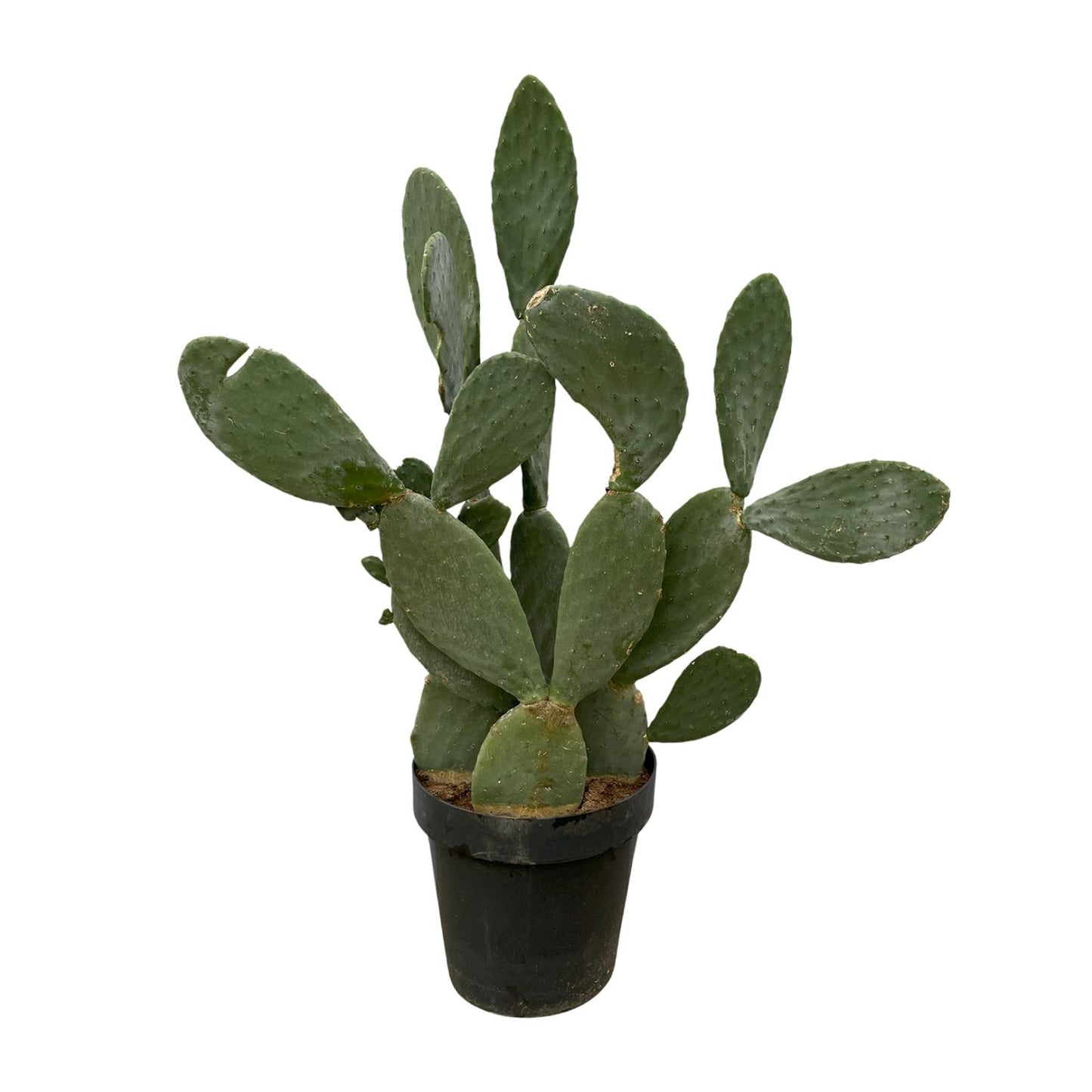 🌵 Cactus Opuntia
