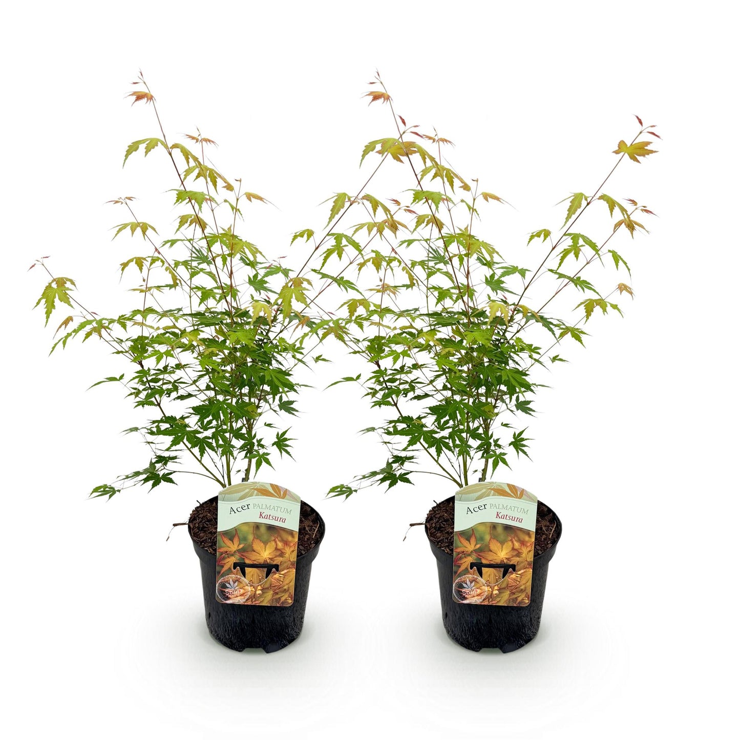 🌳 Acer palmatum ‘Katsura’ – Japanse Esdoorn (2 Stuks)