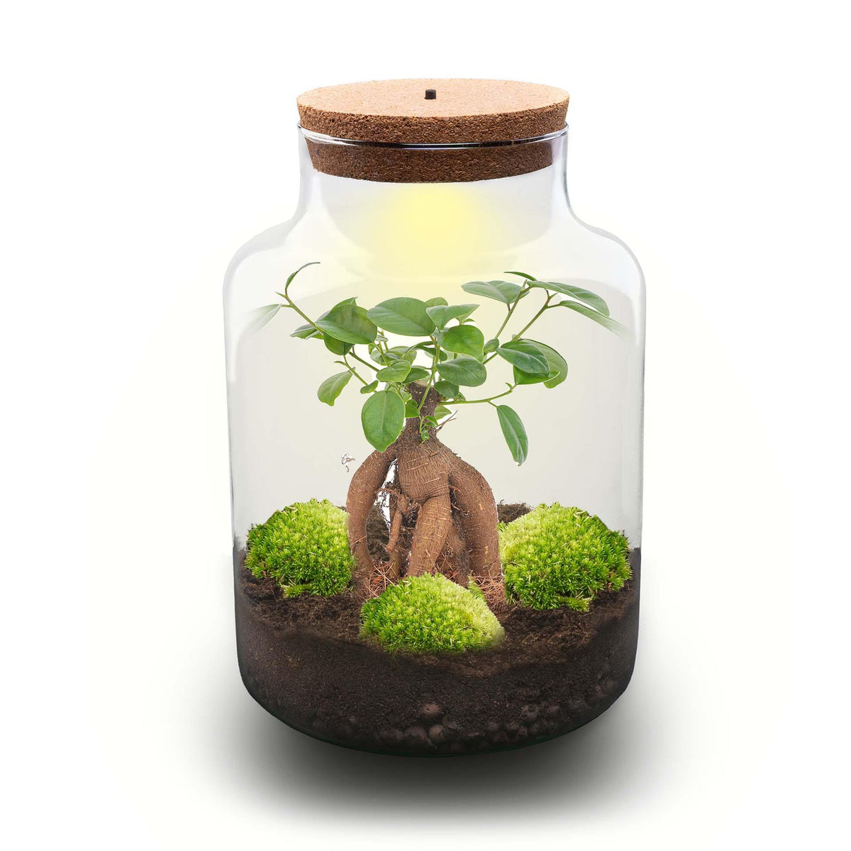 💡 DIY Plantenterrarium met Verlichting – Milky Bonsai