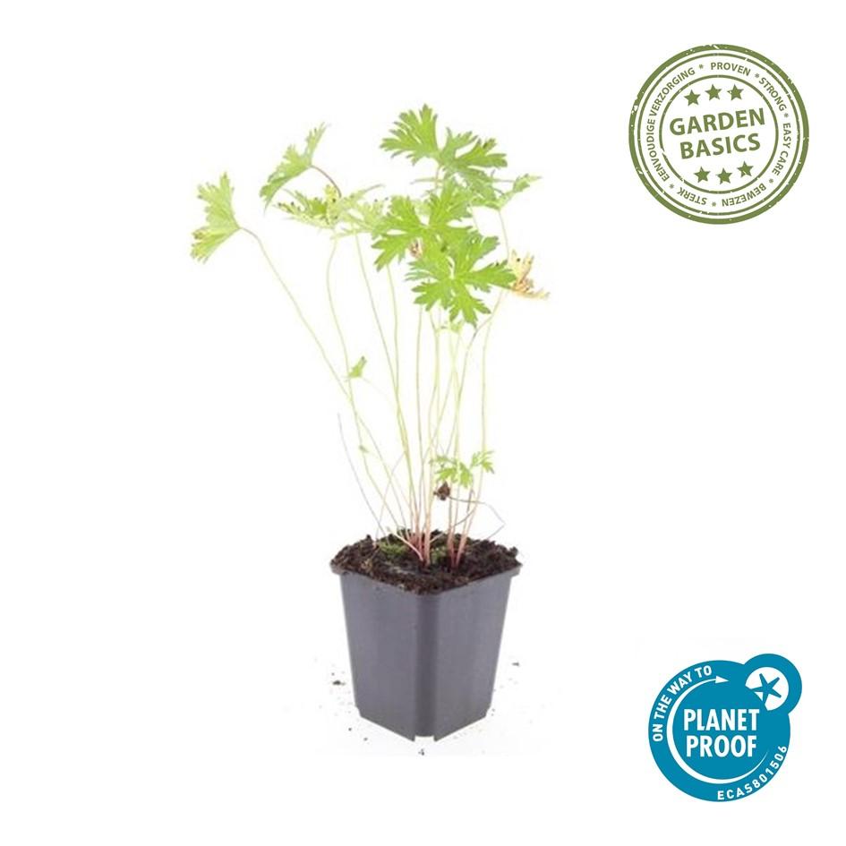 🌸 Geranium ‘Johnson’s Blue’ – Winterharde Bloeiende Bodembedekker (6 stuks)