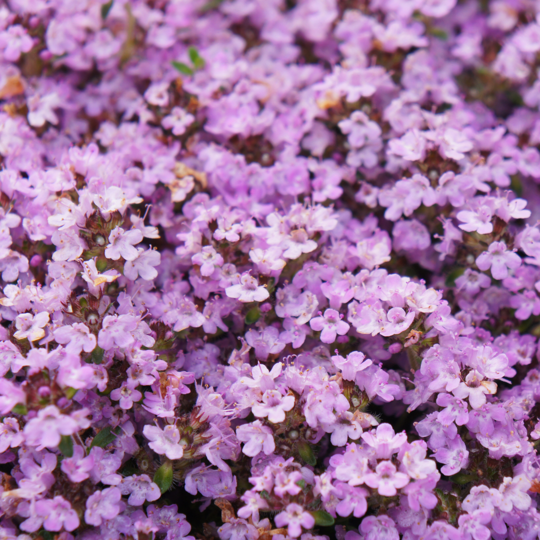 🌸 Thymus ‘Purple Beauty’ – Winterharde Bloeiende Bodembedekker (24 stuks)