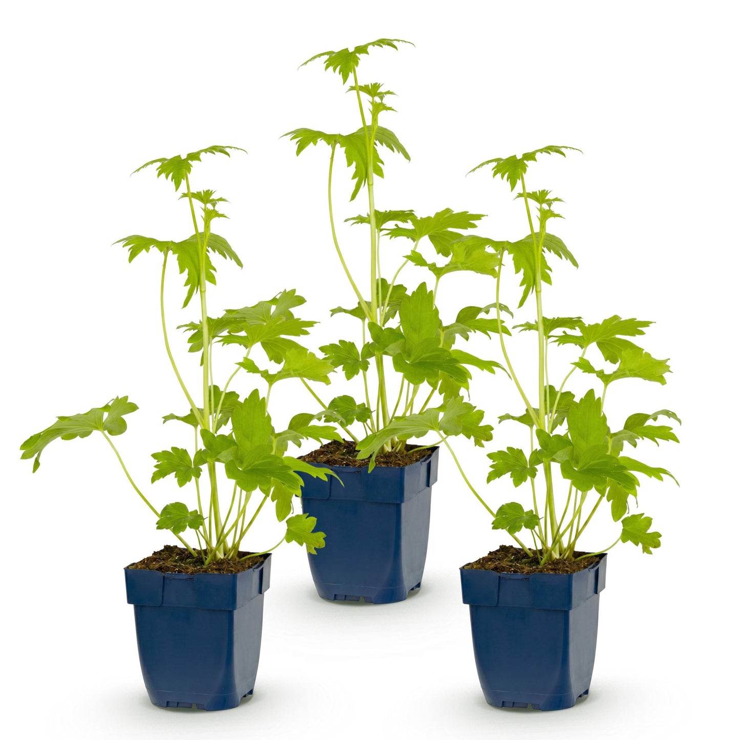 🌿 Delphinium (Pacific) 'Blue Bird' – Blauwe Ridderspoor | 3 stuks