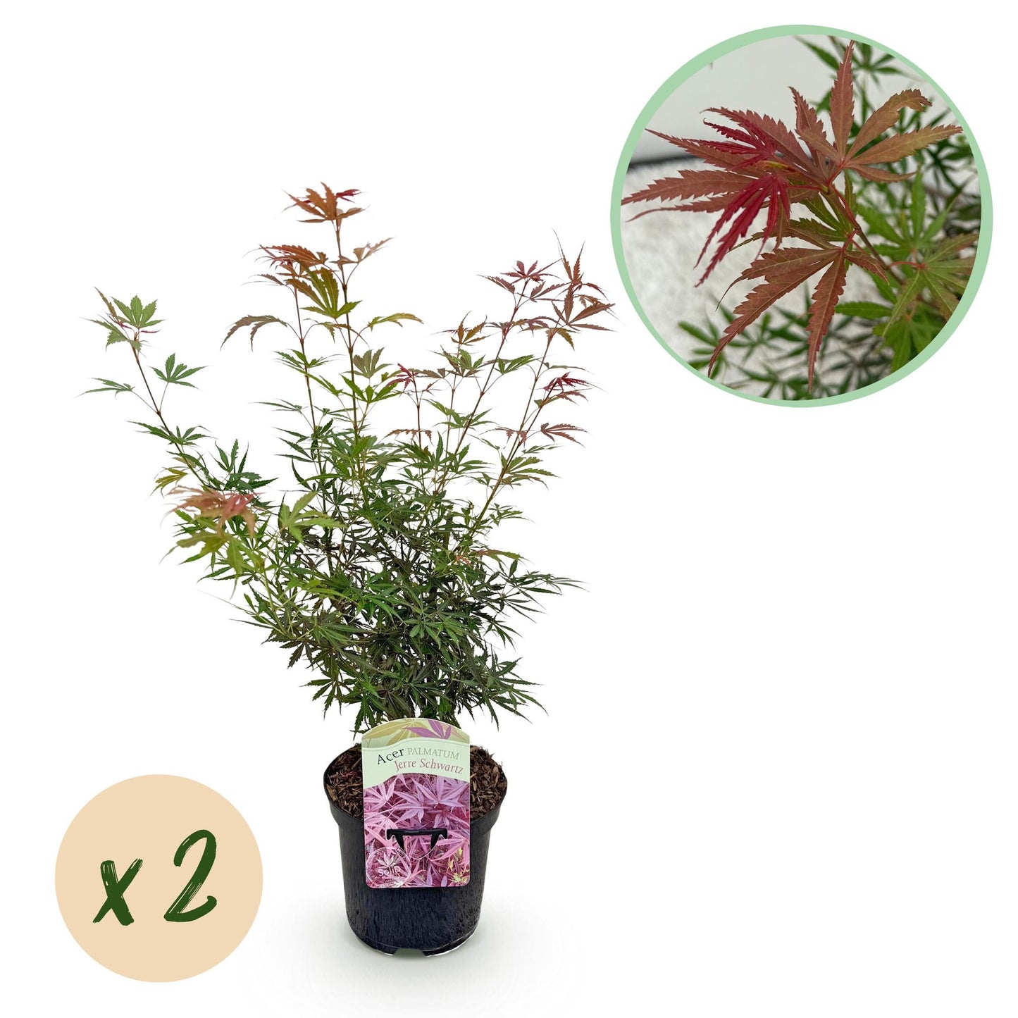 🌳 Acer palmatum ‘Jerre Swarts’ – Japanse Esdoorn (2 Stuks)