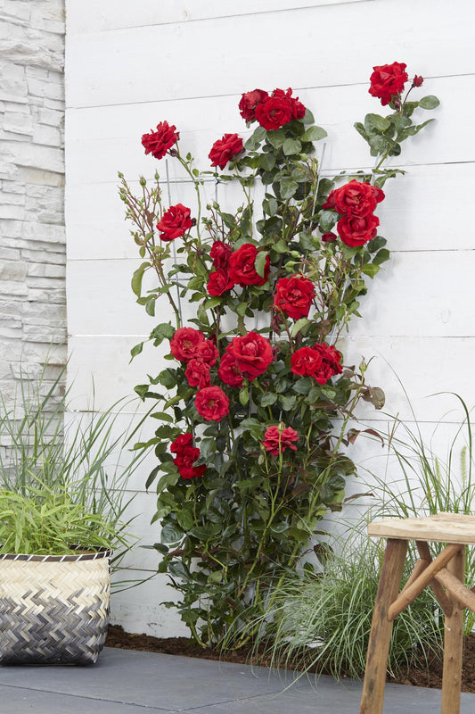 ❤️ Rosa Crazy in Love ‘Red’ – Rode Klimroos