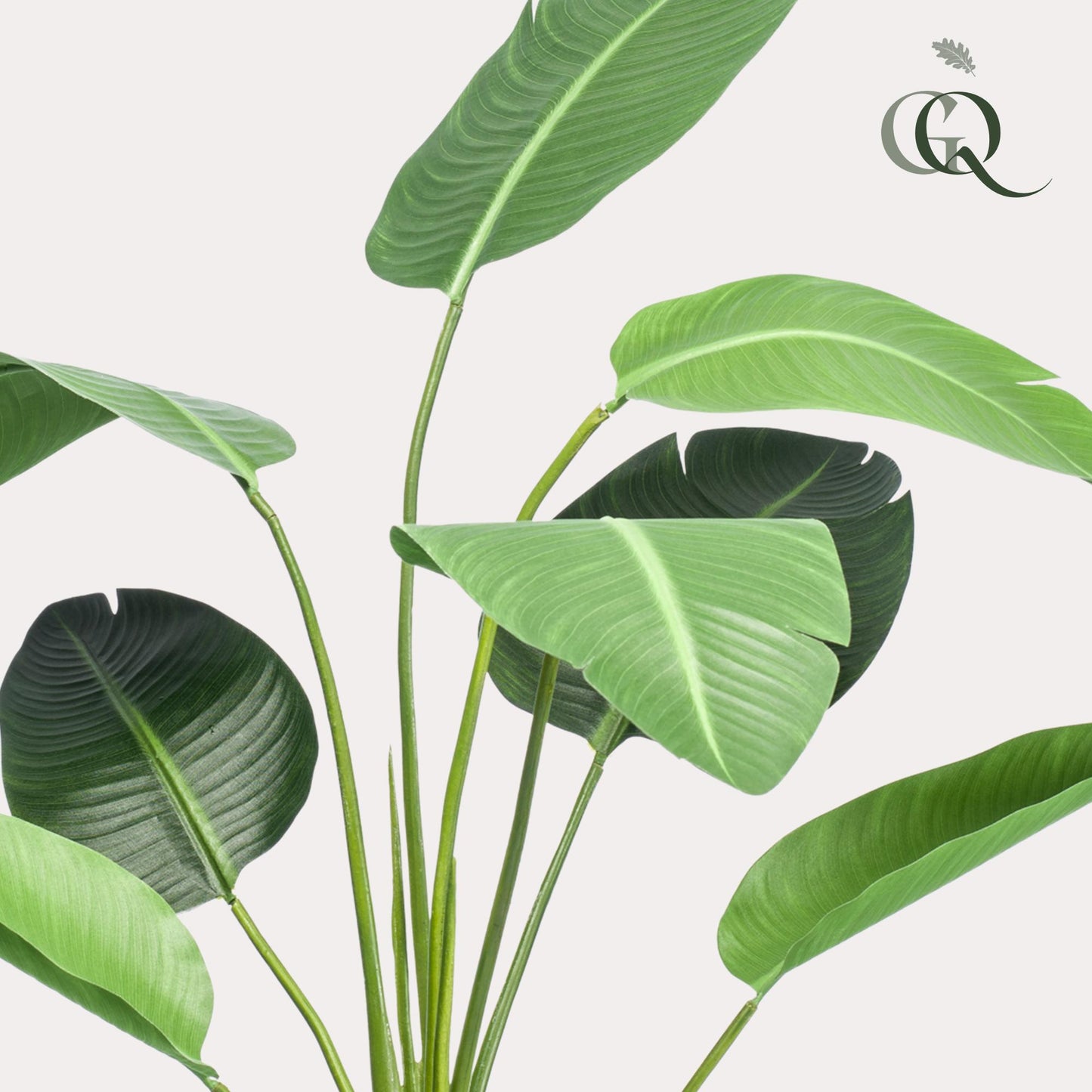 🌿 Kunst Strelitzia Nicolai – Paradijsvogelplant Kunstplant