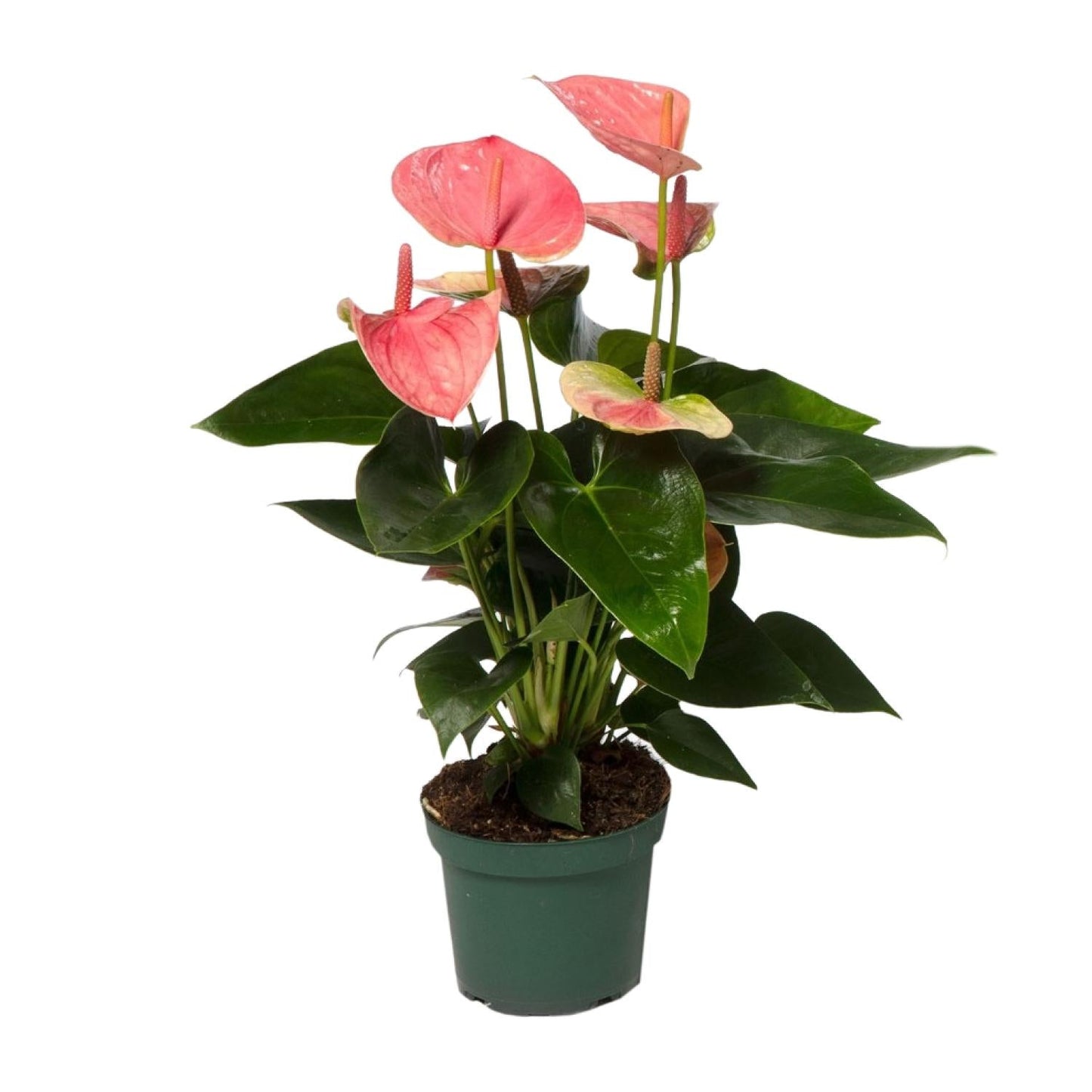 🌸 Anthurium ‘Sweet Dream’ Flamingoplant