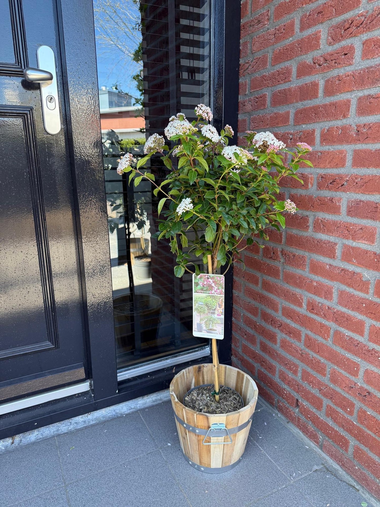 🌸 Viburnum tinus ‘Eve Price’ – Viburnum op Stam