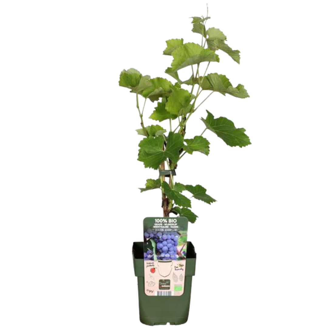 🍇 BIO Fruitplanten Mix ‘Vruchten Oase’ (5 Stuks)