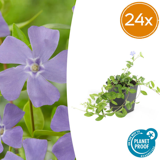 🌿 Vinca minor ‘La Grave’ – Winterharde Paarsbloeiende Bodembedekker (24 stuks)