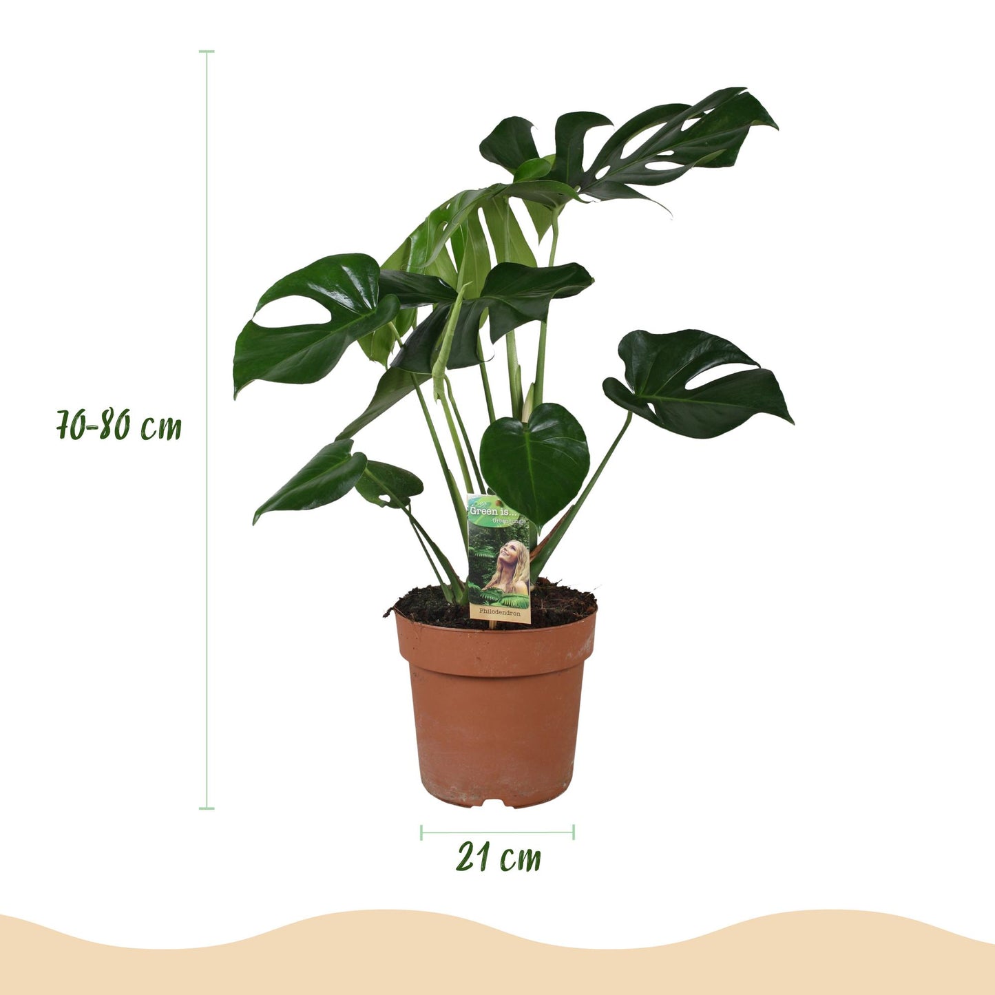 🌿 Monstera deliciosa – Gatenplant voor een Tropisch Interieur