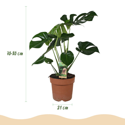 🌿 Monstera deliciosa – Gatenplant voor een Tropisch Interieur