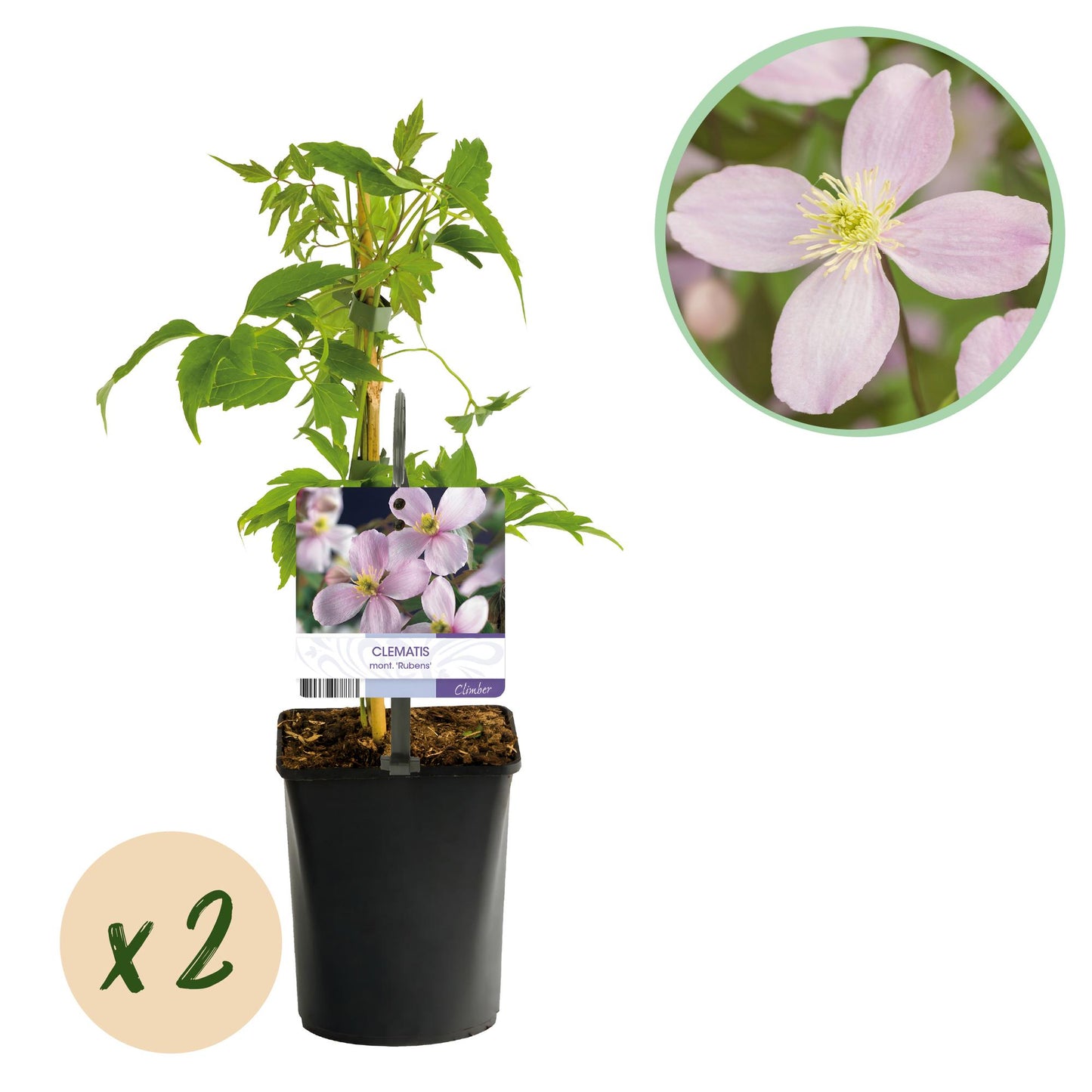 🌸 Clematis montana ‘Rubens’ – Klimplant (2 Stuks)