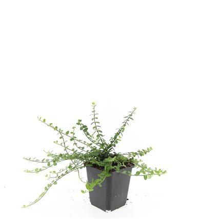 🌿 Euonymus fortunei ‘Minimus’ | Fijne Bodembedekker (48 Stuks)