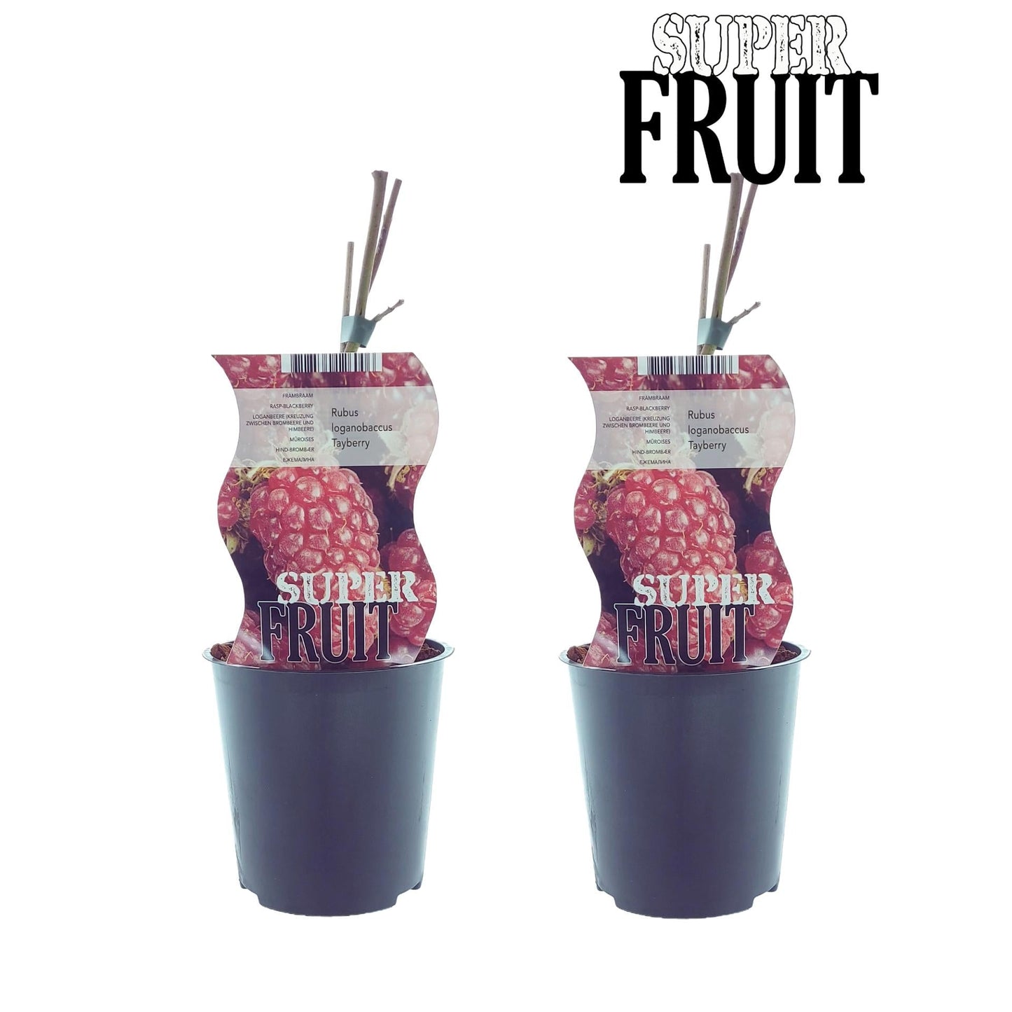 🍇 Rubus ‘Tayberry’ – Taybes (2 Stuks)
