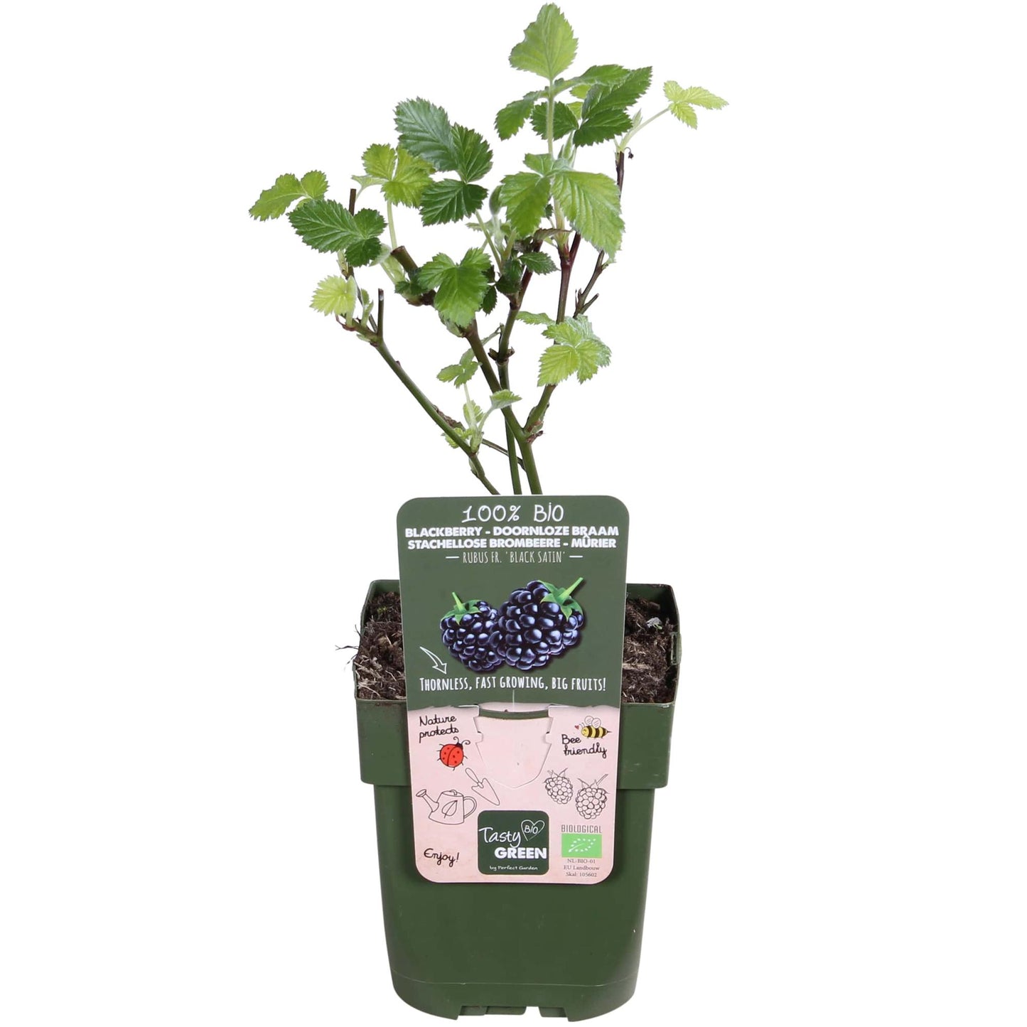 🍇 Rubus fruticosus ‘Black Satin’
