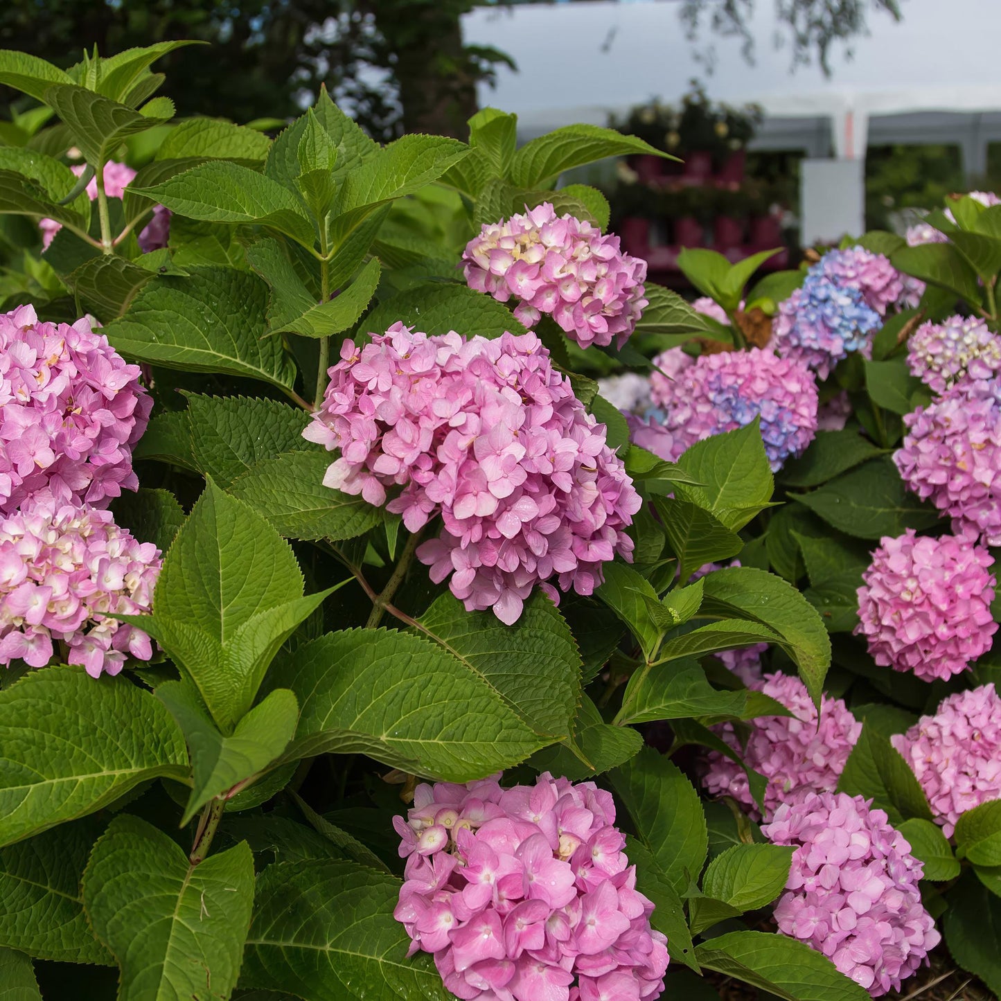🌸 Hydrangea ‘Endless Summer – The Original Pink’ | Hortensia (8 Stuks)