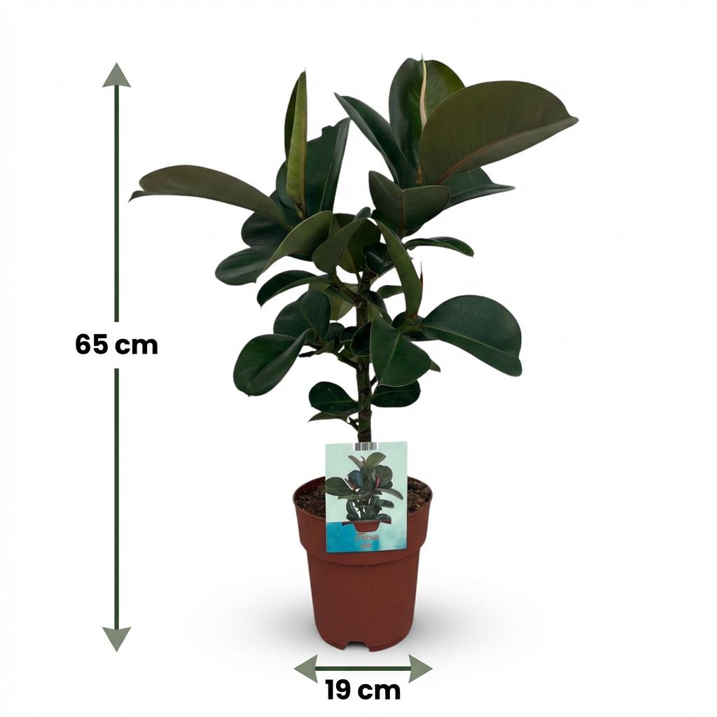 🌿 Ficus elastica ‘Cloe’ | Rubberplant