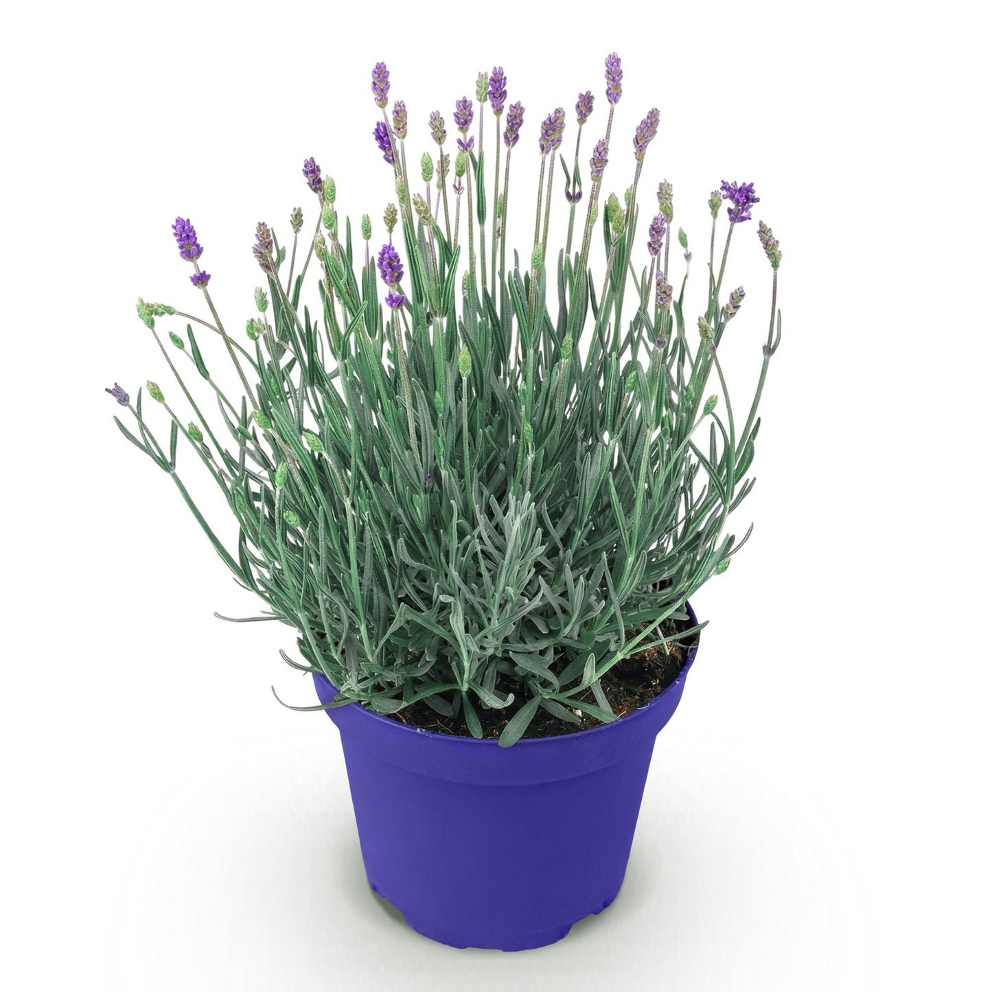 🌿 Lavandula ‘Hidcote’ | Lavendel Plant