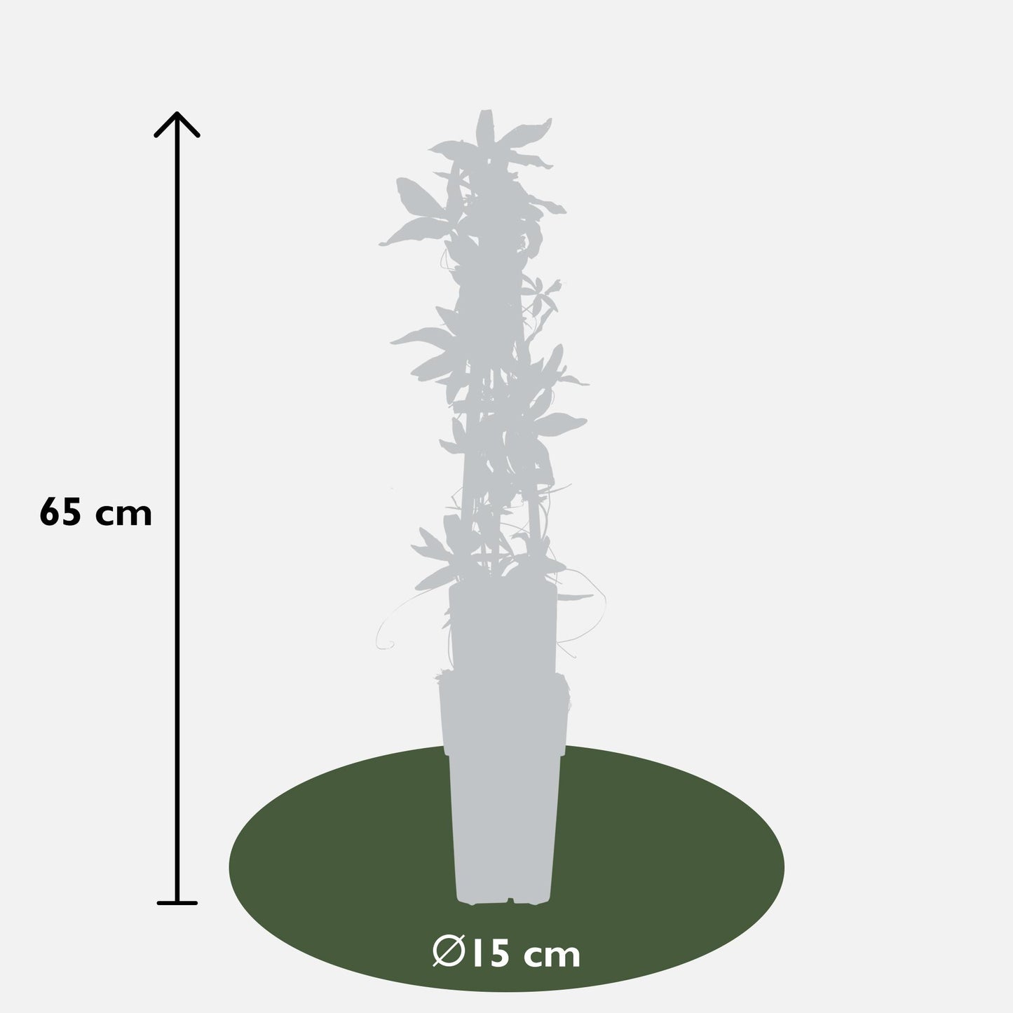 🌸 Passiflora caerulea – Ø15cm – ↕65cm – Blauwe Passiebloem