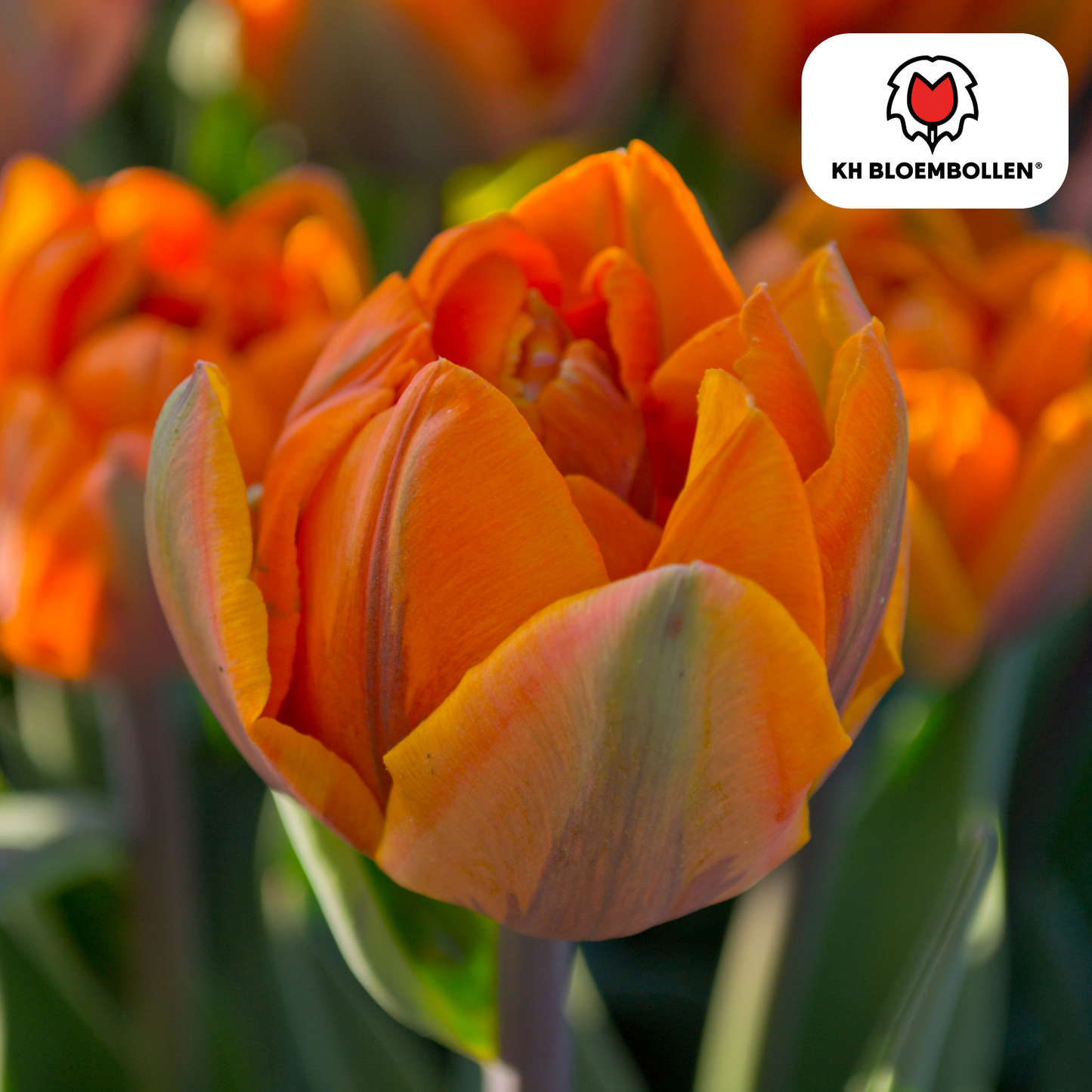 🌷 Tulpenbollen ‘Icoon’ – Oranje Dubbelbloemige Tulp (20 Stuks)