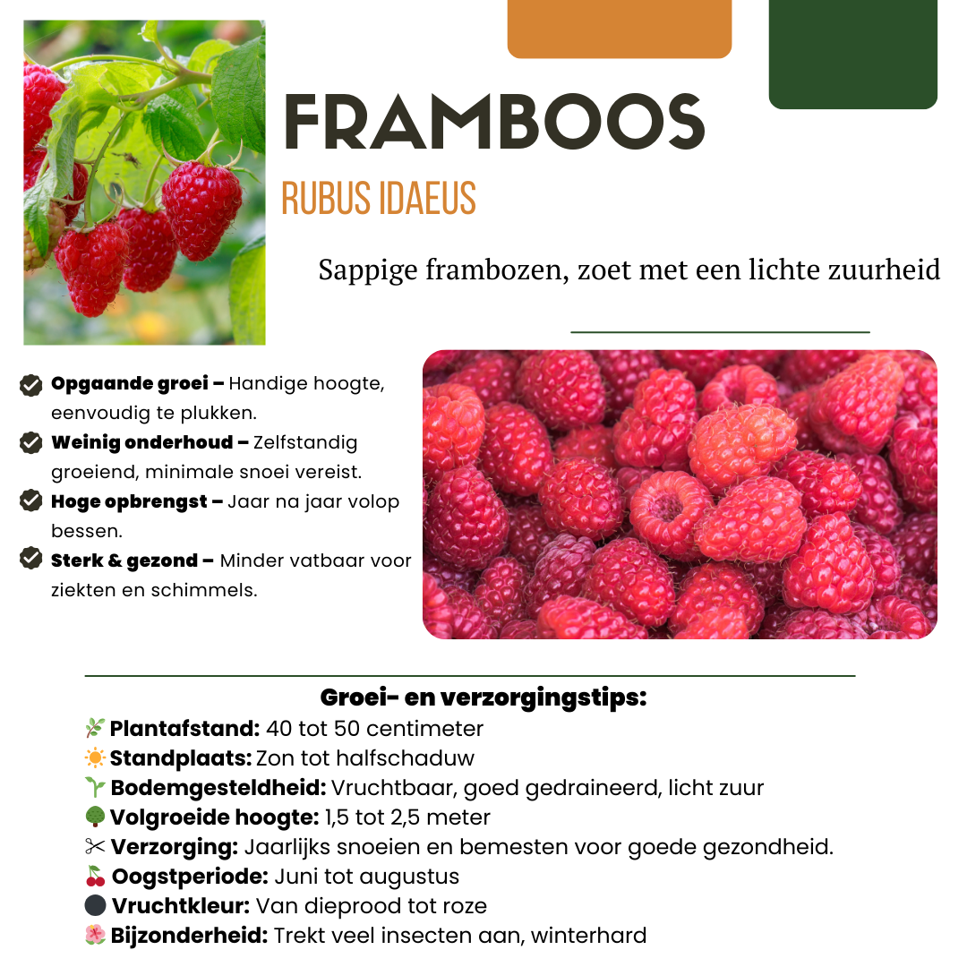 🍇 BIO Fruitplanten Mix ‘Vruchten Oase’ (5 Stuks)