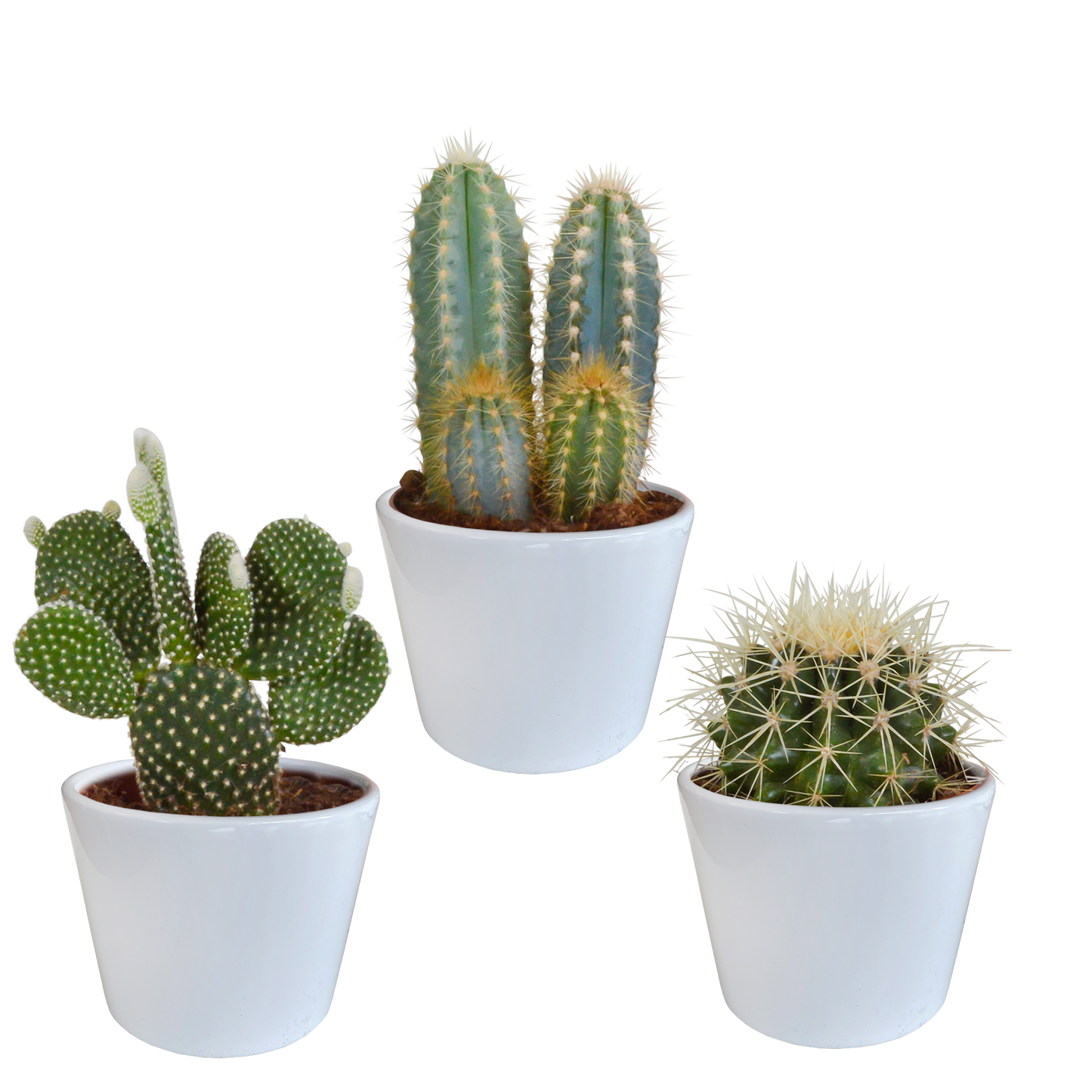 🌵 Cactus Mix – 3 stuks – Ø10,5cm – In witte pot – Stoer & Onderhoudsarm