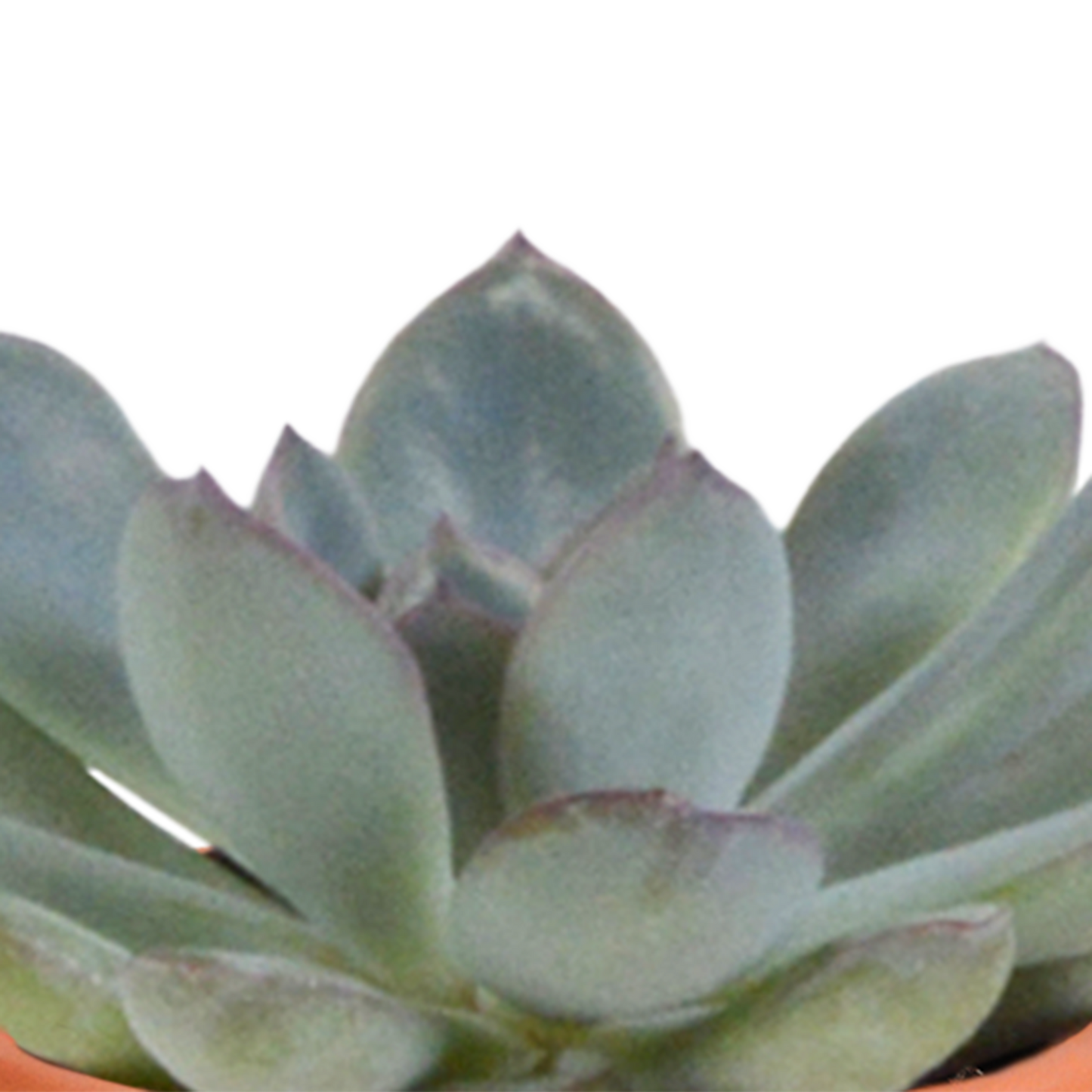 🌵 Cactus & Vetplanten Mix  In terracotta pot – (15 stuks)