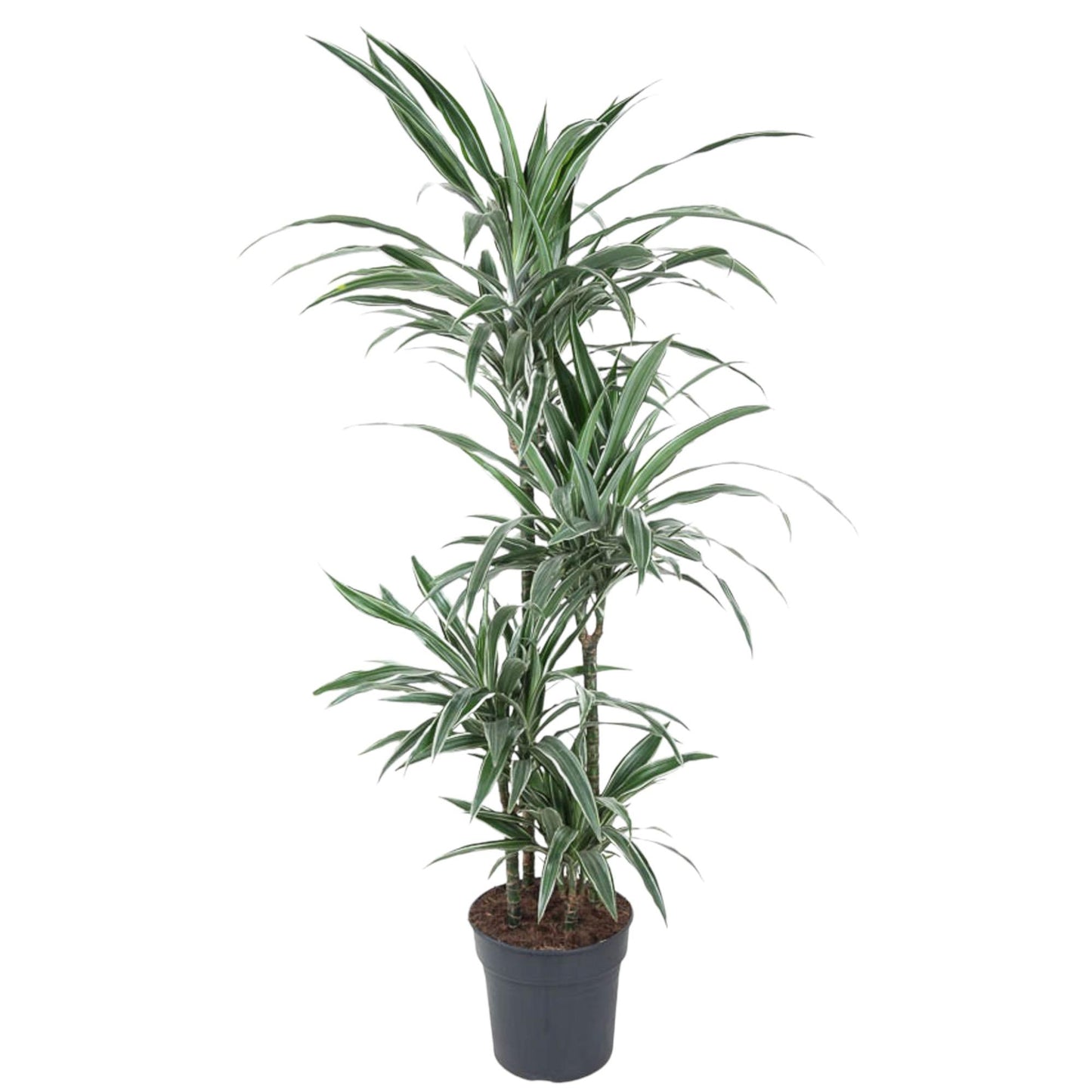 🌿 Dracaena Warneckei | Grote Luchtzuiverende Kamerplant