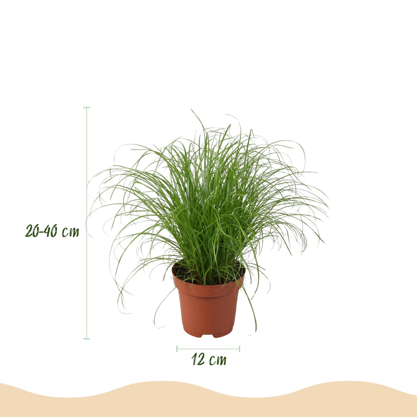 🌿 Diervriendelijke Planten Mix | 4 Kamerplanten met Witte Pot