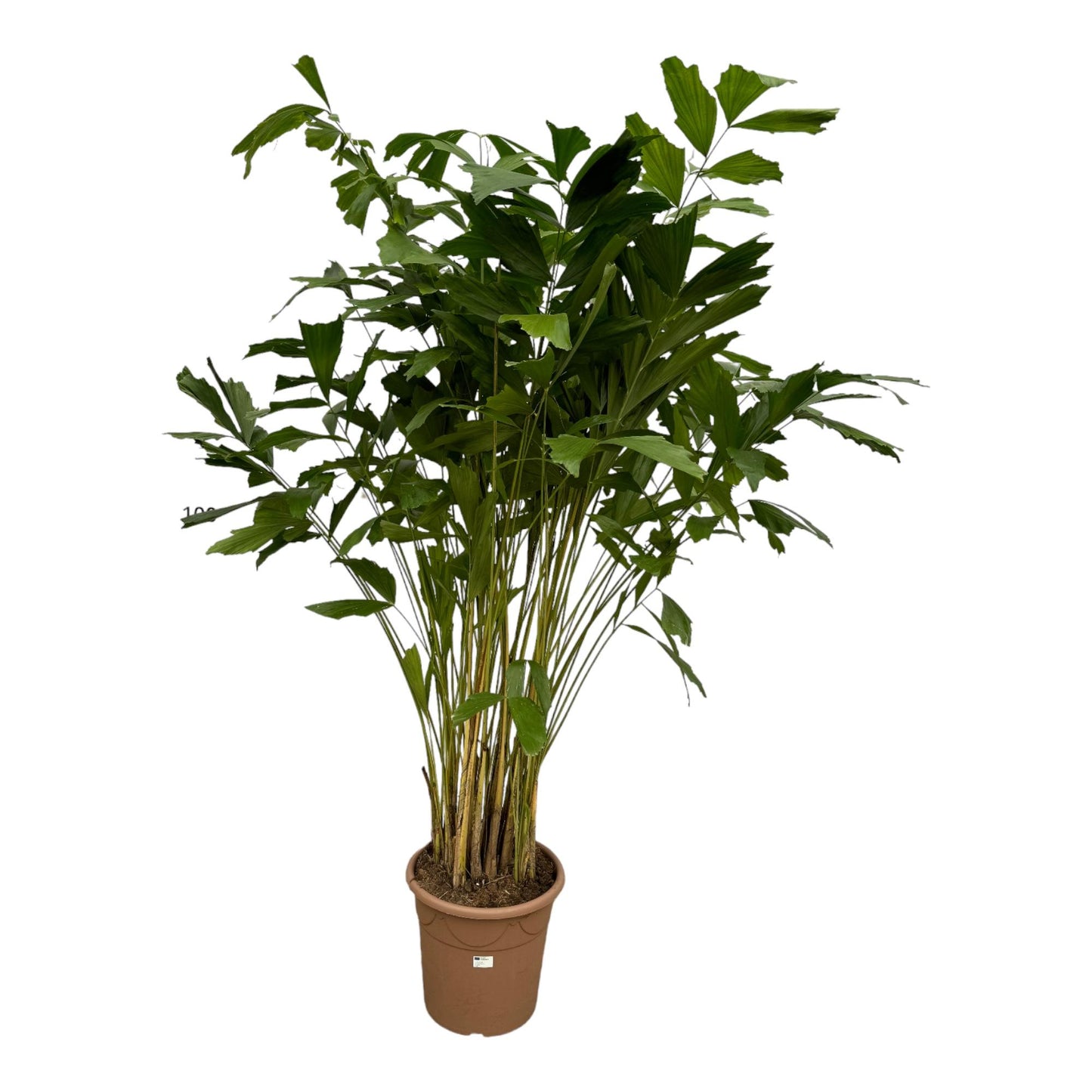 🌴 Caryota Mitis – Grote Vissenstaartpalm met Exclusieve Tropische Uitstraling