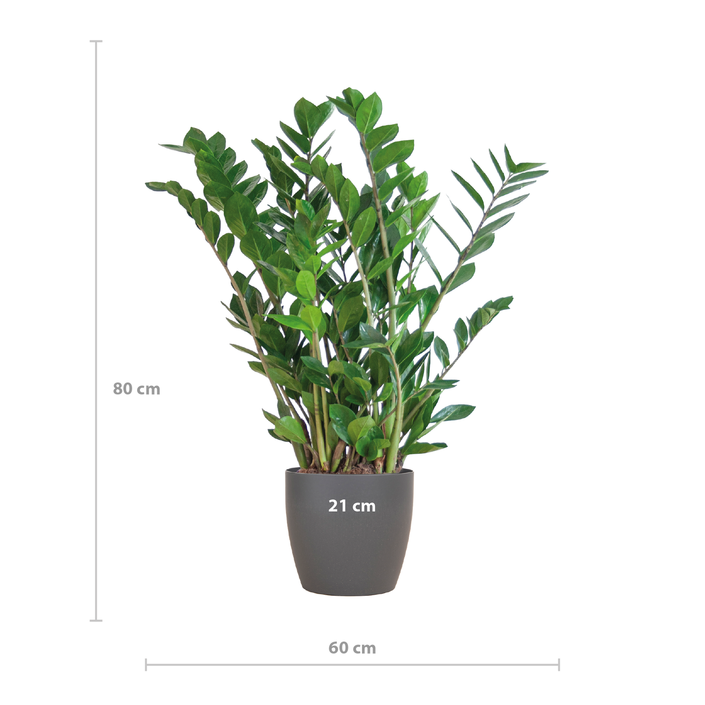 🌿 Zamioculcas Zamiifolia – ZZ Plant met Vibers Pot Grijs