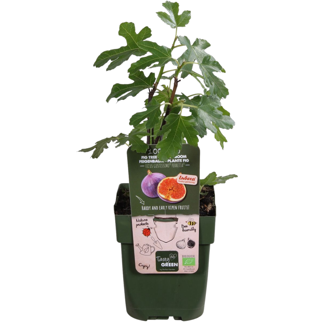 🍓 BIO Fruitplanten Mix ‘Zoete Oogst’ (3 Stuks)