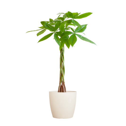 💰 Pachira Aquatica – Geluksboom met Vibers Pot Wit