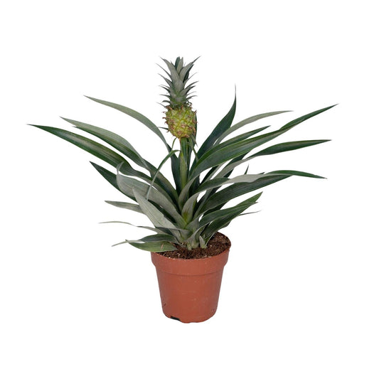 🍍 Bromelia Ananas