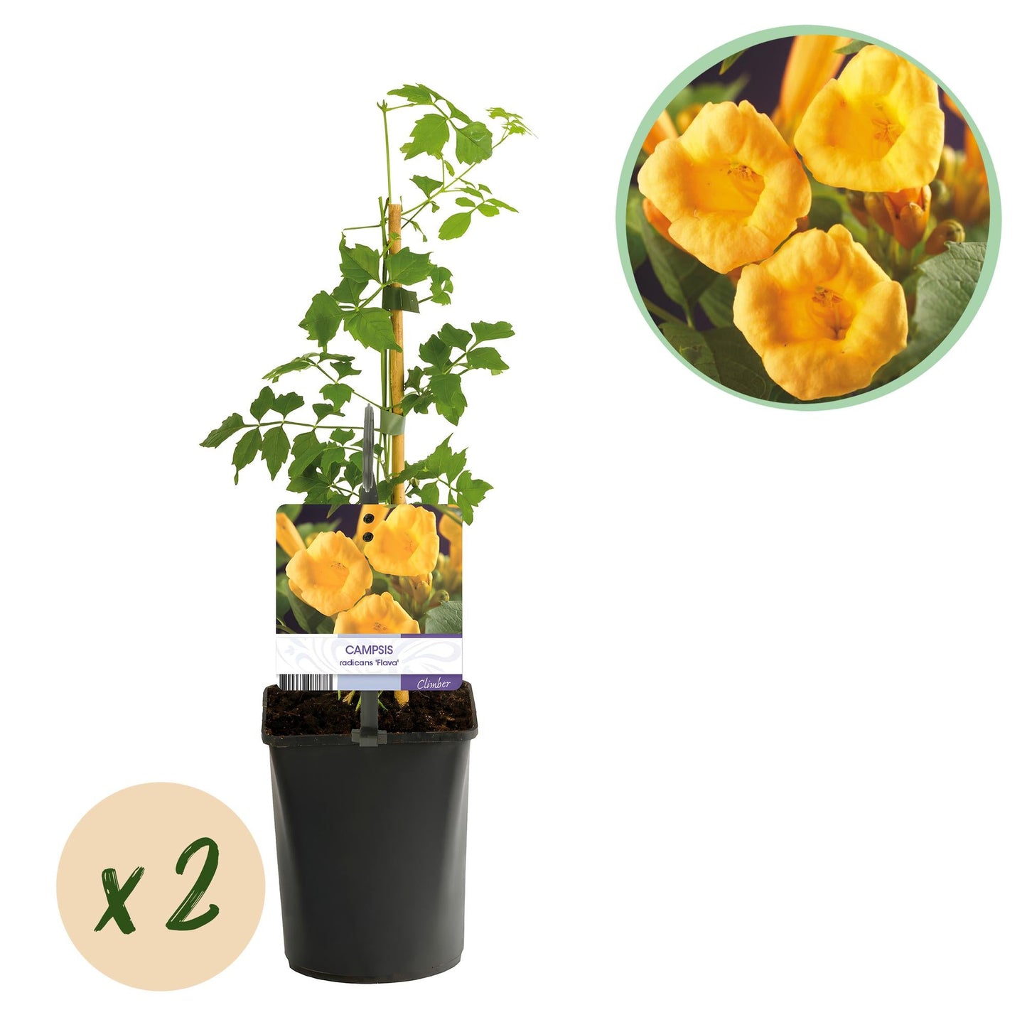 🌼 Campsis radicans ‘Flava’ – Trompetbloem (2 Stuks)