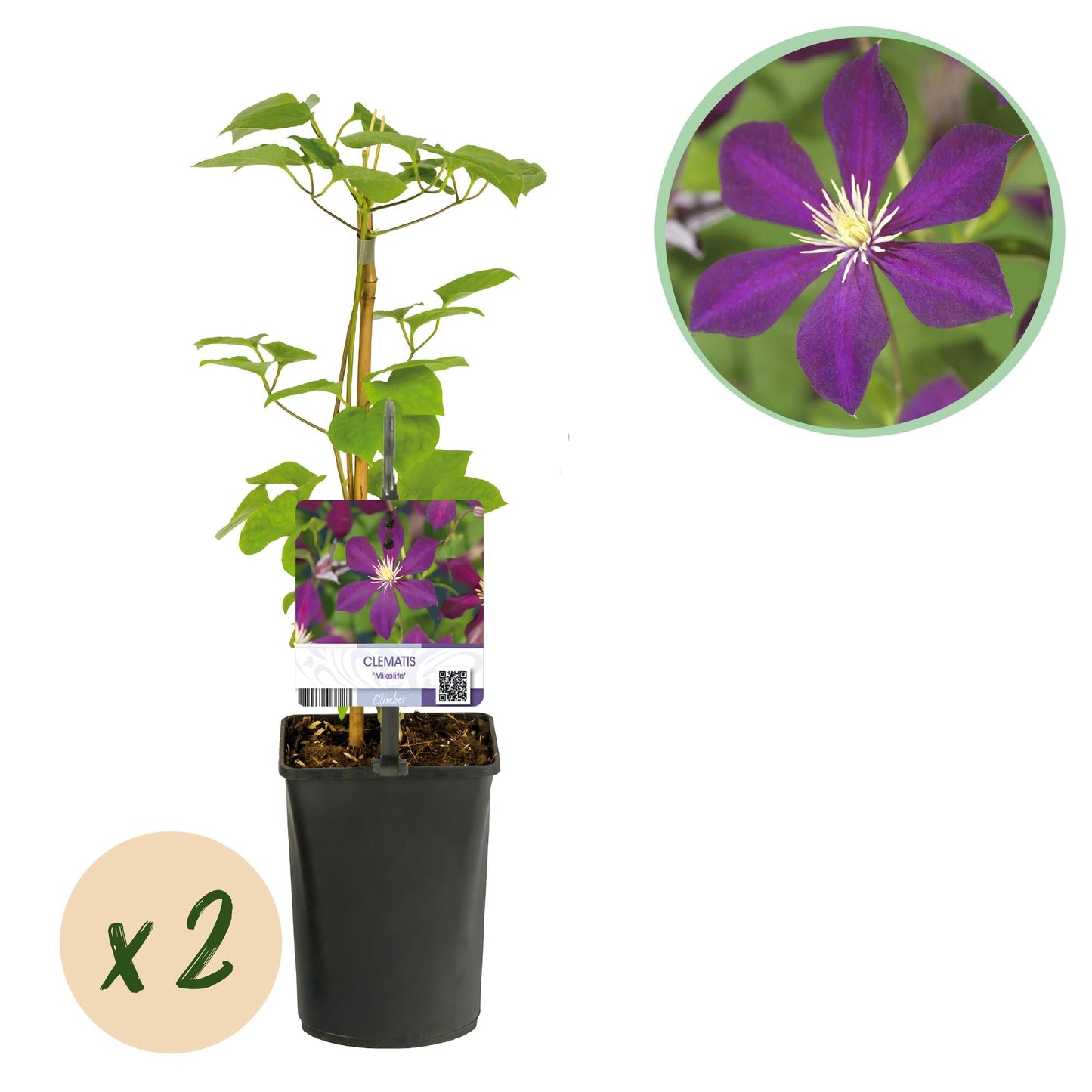 💜 Clematis ‘Mikelite’ – Klimplant (2 Stuks)