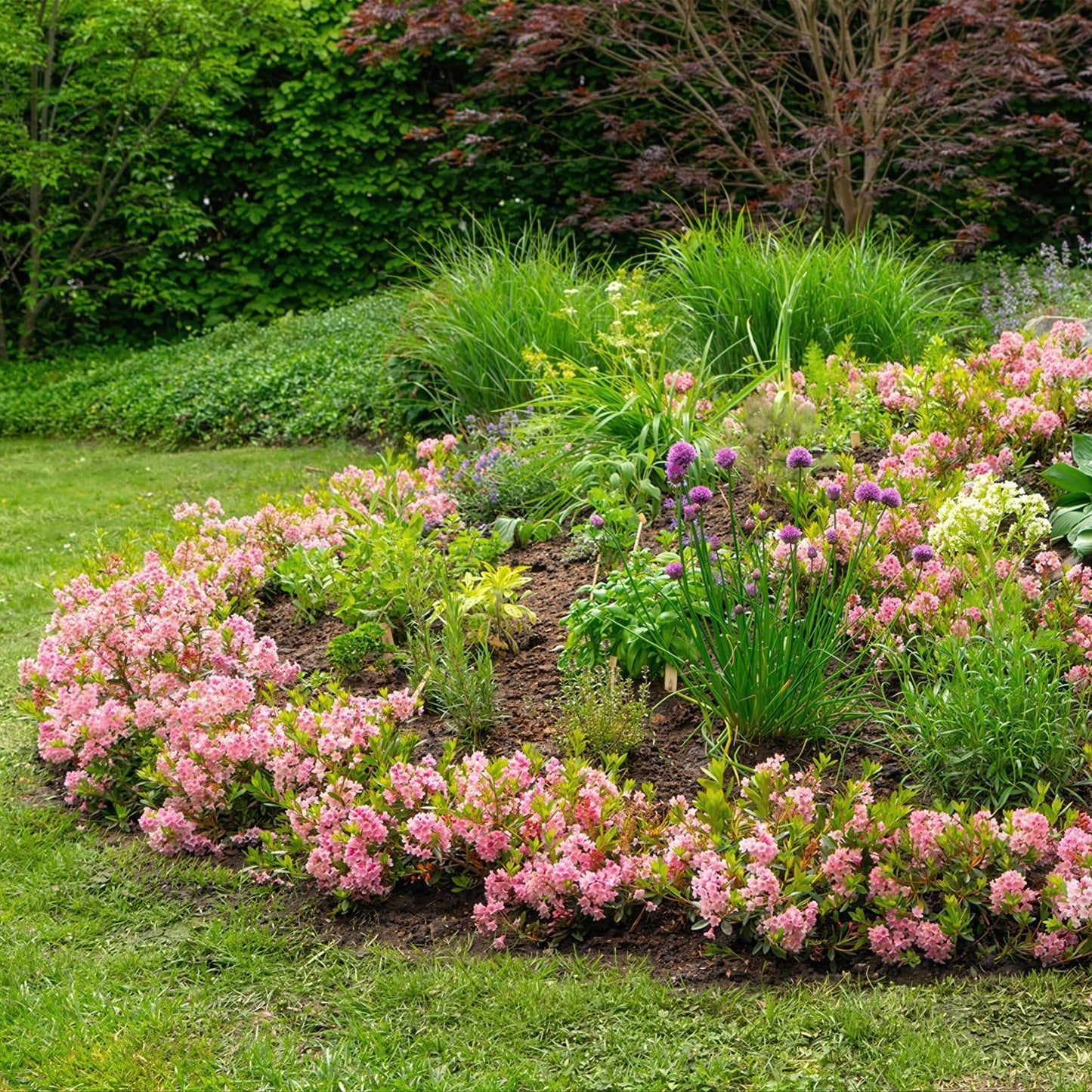 🌸 Dwerg Rhododendron ‘Bloombux Magenta'