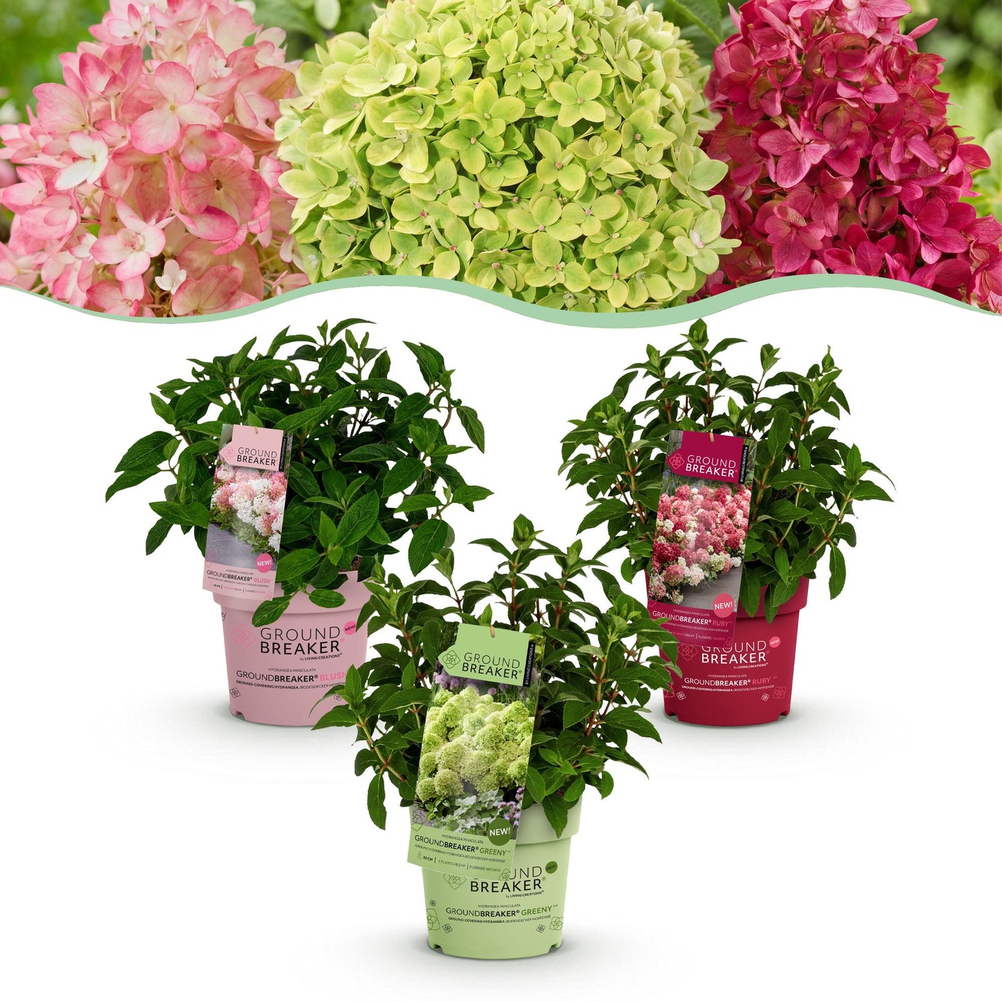 🌸 Hydrangea paniculata ‘Groundbreaker® Mix’ | Blush – Greeny – Ruby (3 Stuks)
