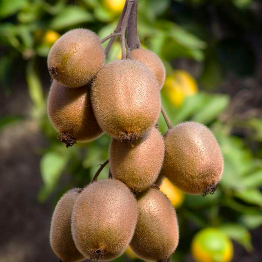 🍇 BIO Fruitplanten Mix ‘Zoete Oogst’ (3 Stuks)