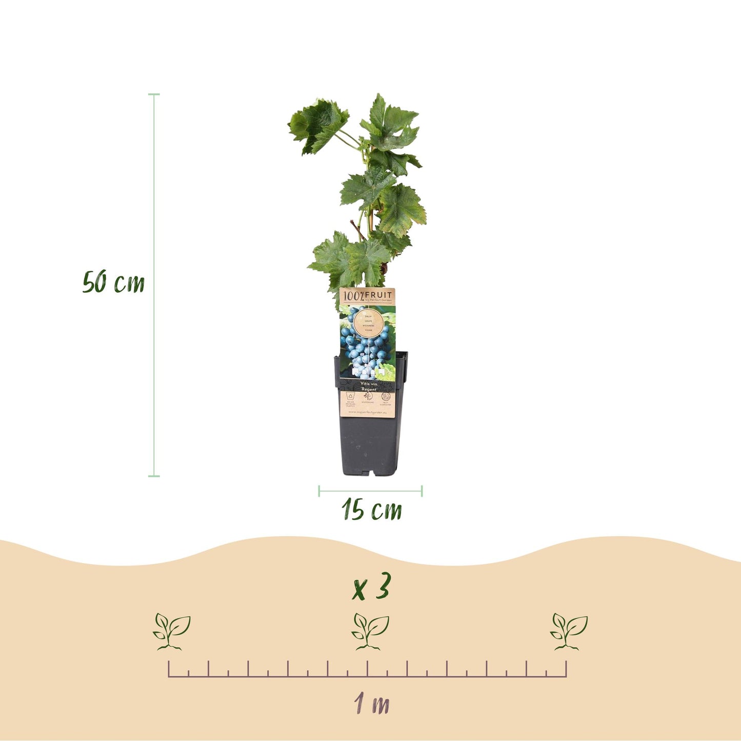 🍇 Vitis vinifera ‘Regent’ – Blauwe Druif (2 Stuks)