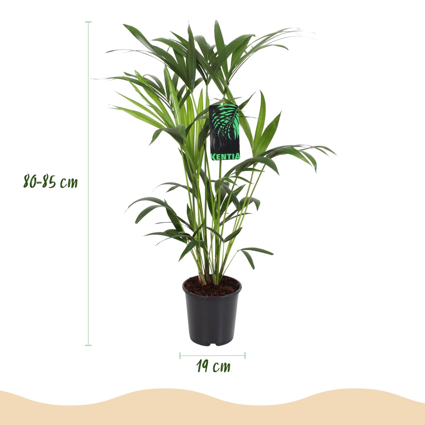 🌴 Howea forsteriana – Kentia Palm voor een Elegant Interieur