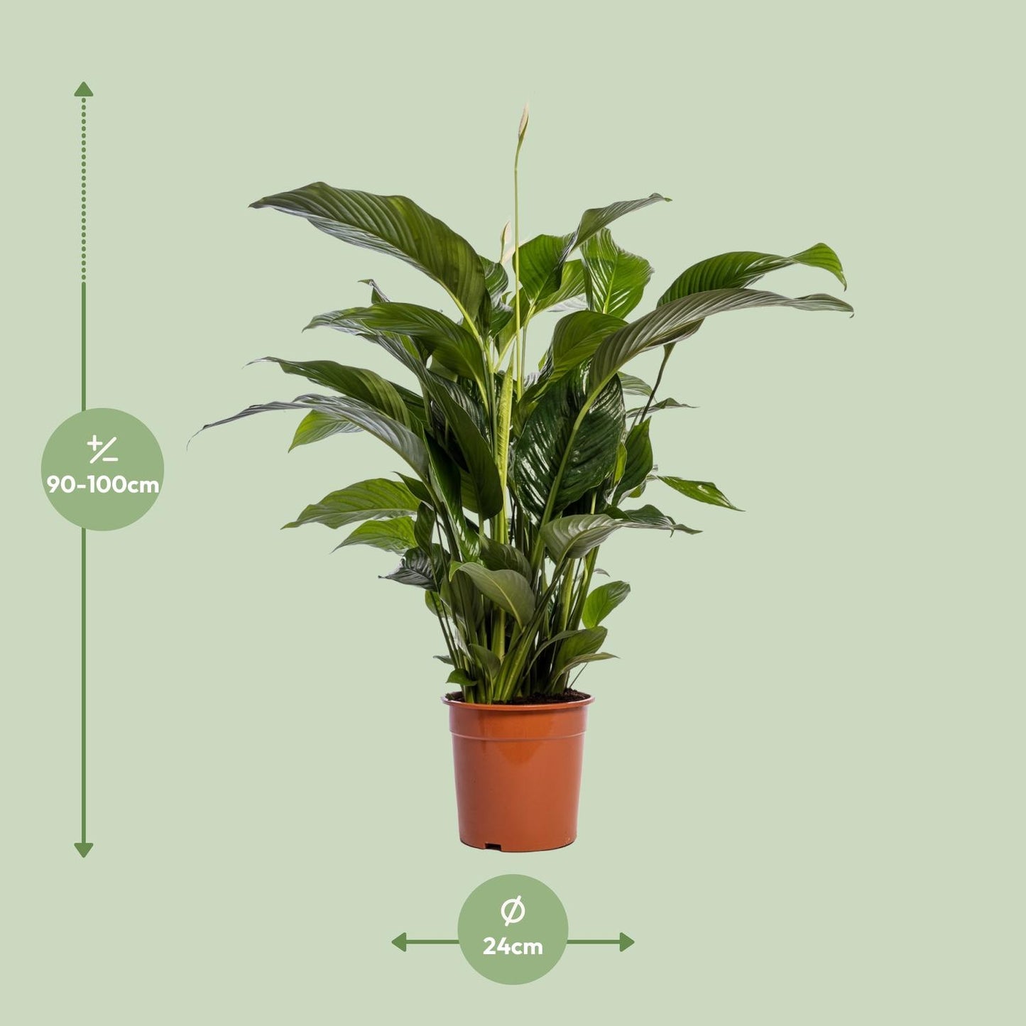 🌿 Spathiphyllum ‘Bellini’ Lepelplant