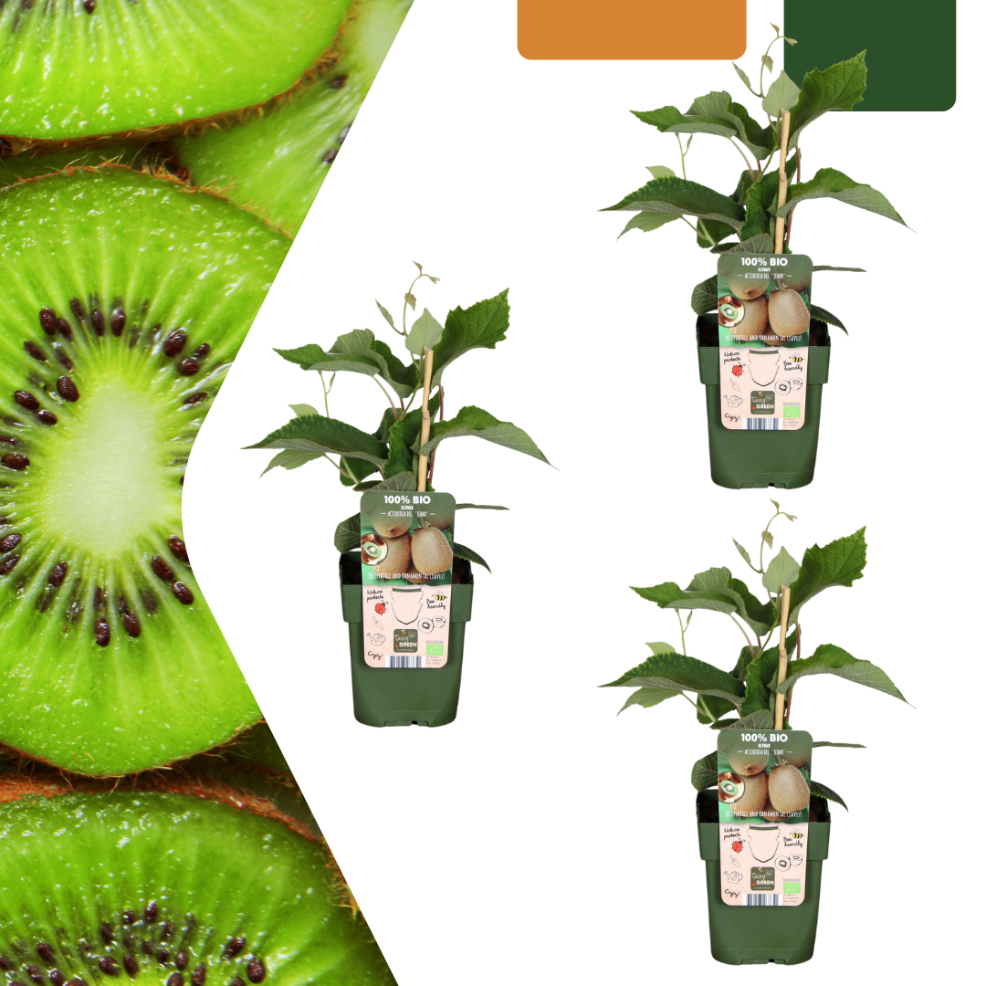 Actinidia deliciosa🥝 BIO Kiwiplanten (3 Stuks)